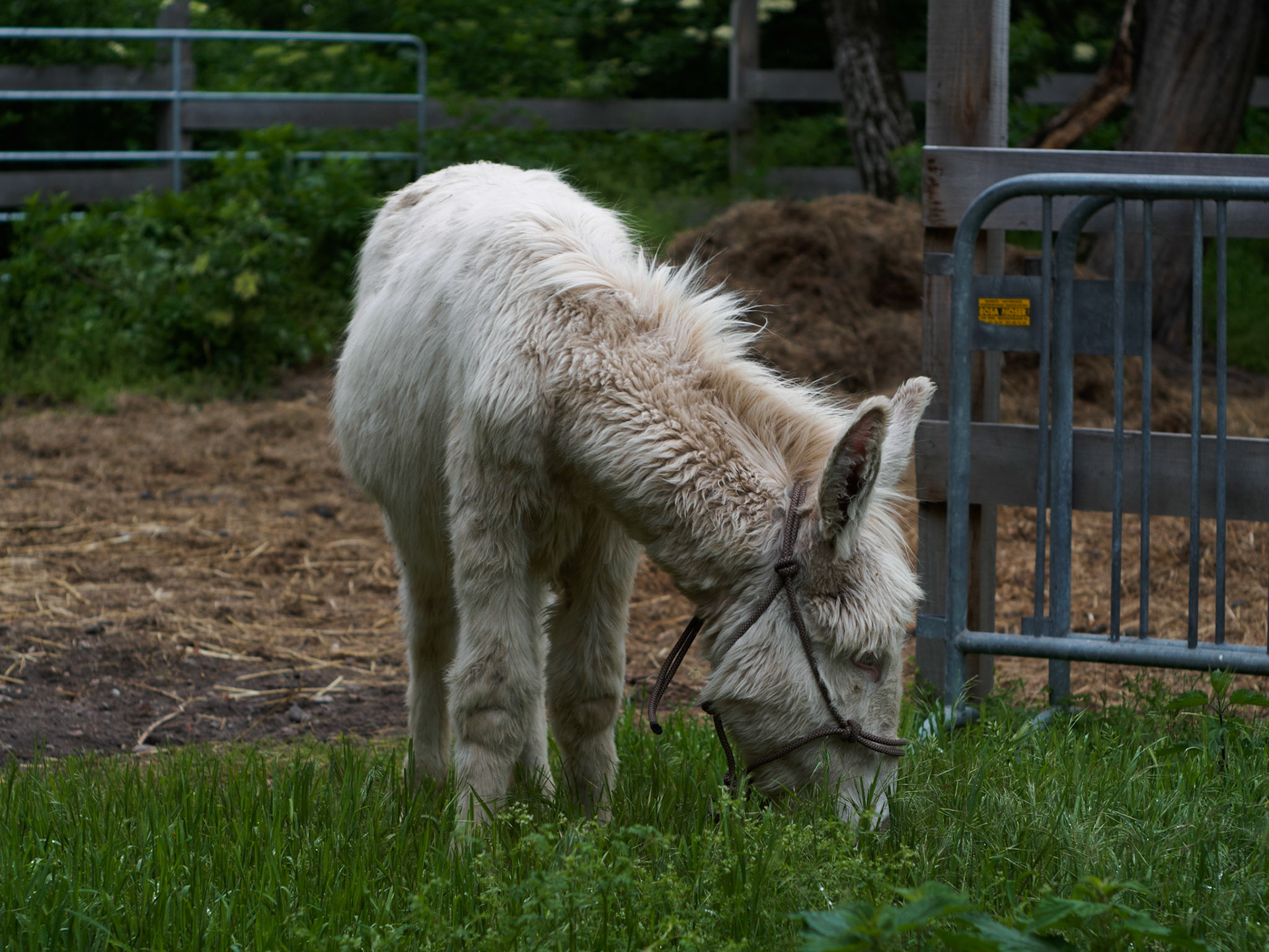donkey / may 2025