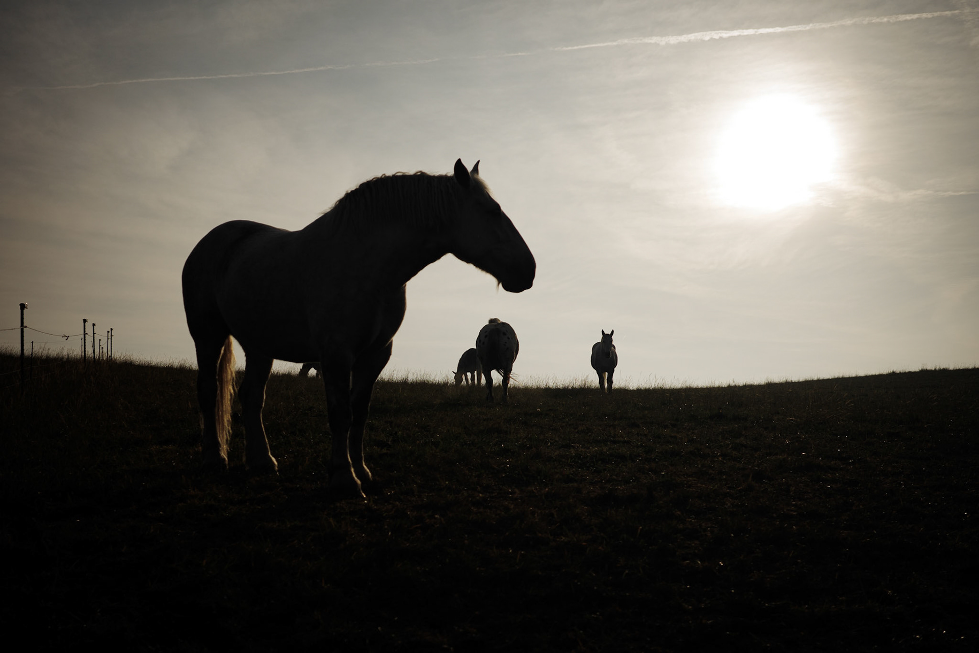 horses / october 2023