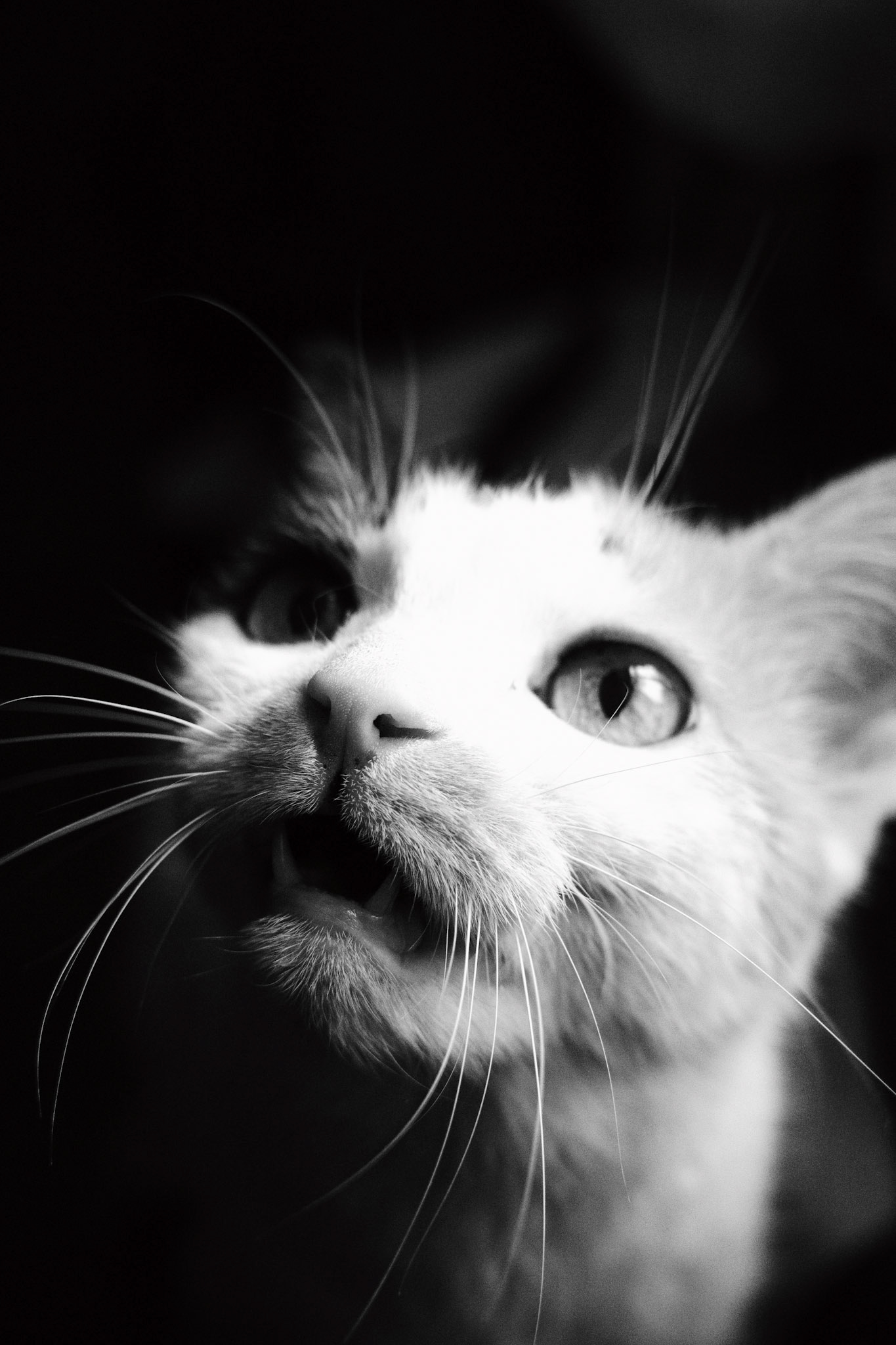 "Meow" - Kiki / May 2025