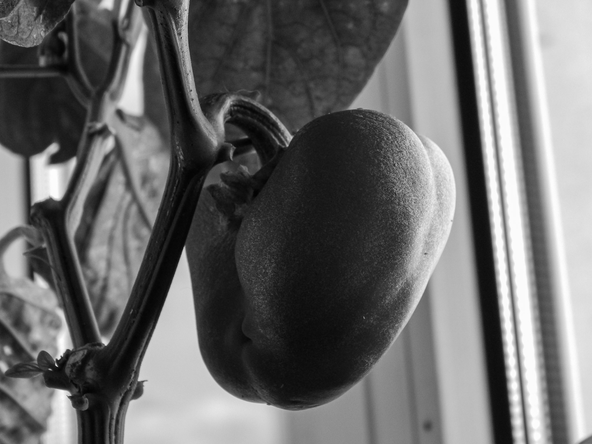 Selina Hammel - Nikon Coolpix L820