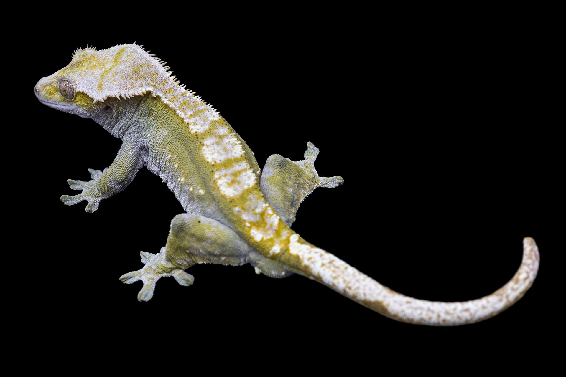 Spike / May 2022
