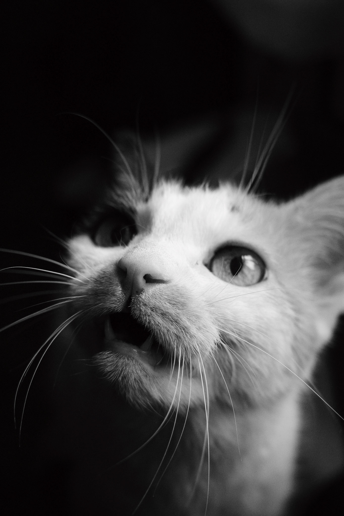 "Meow" - Kiki / May 2025