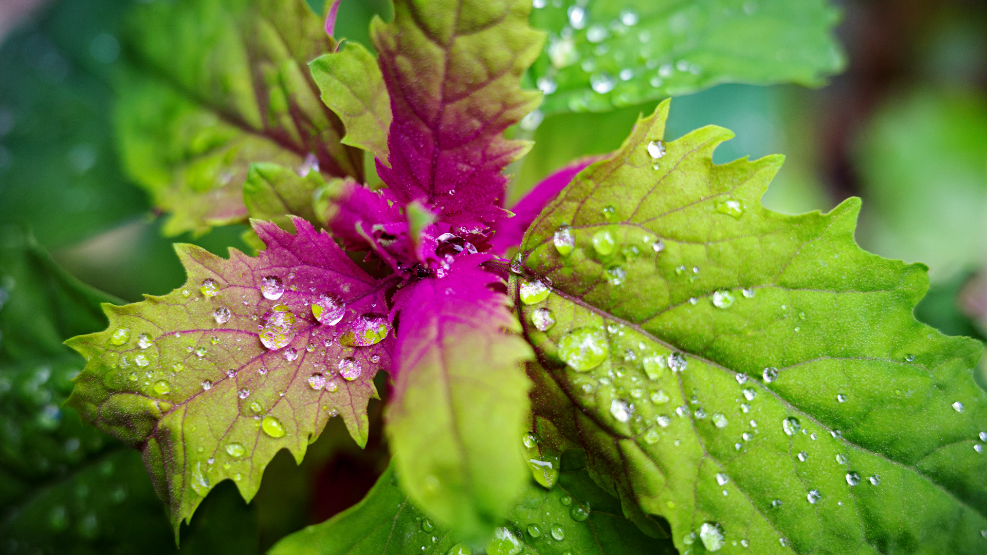 "droplets" / November 2022