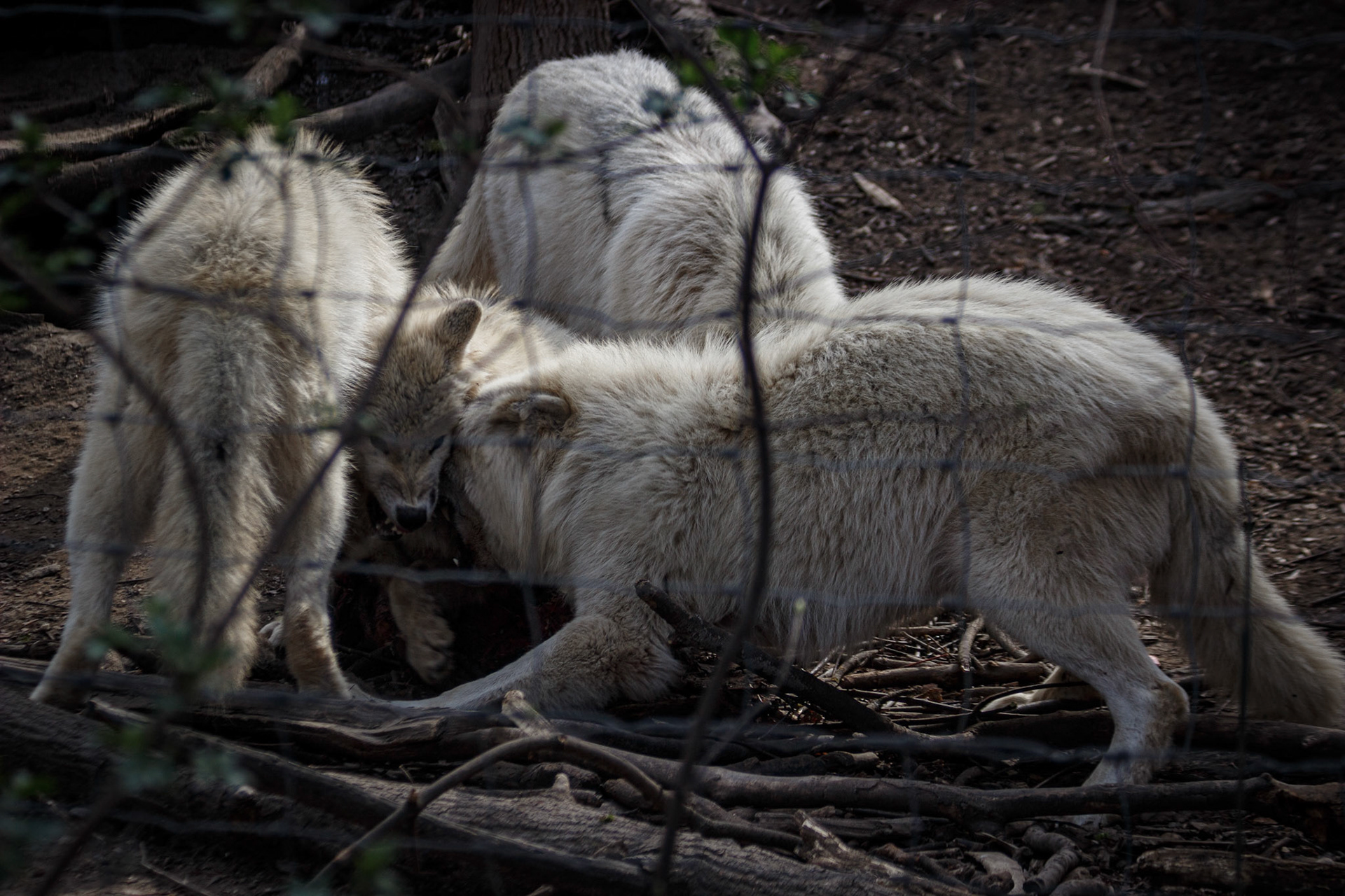 selina hammel - Canon EOS 100D / Canon EF 70-300