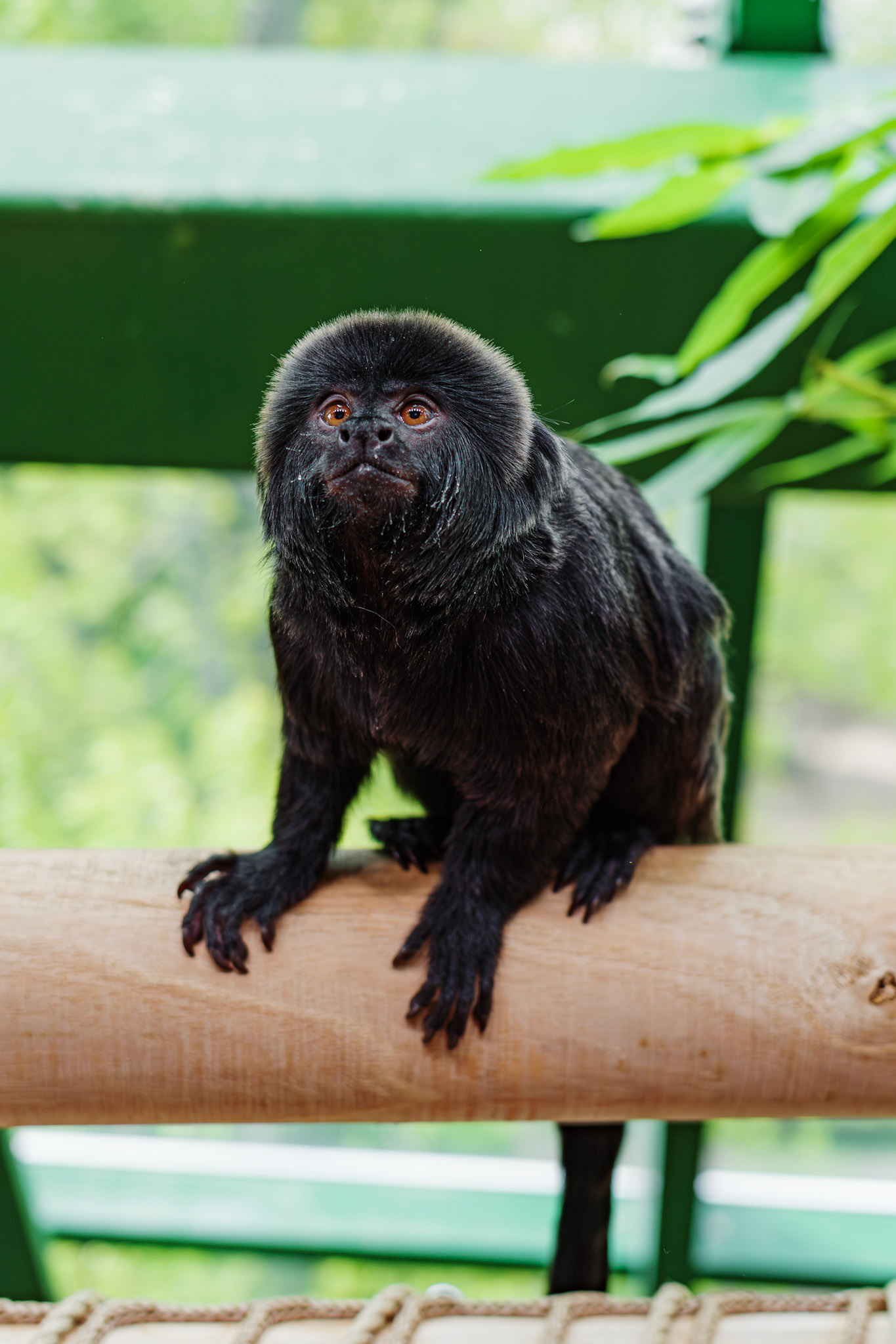 Goeldi's monkey / april 2023