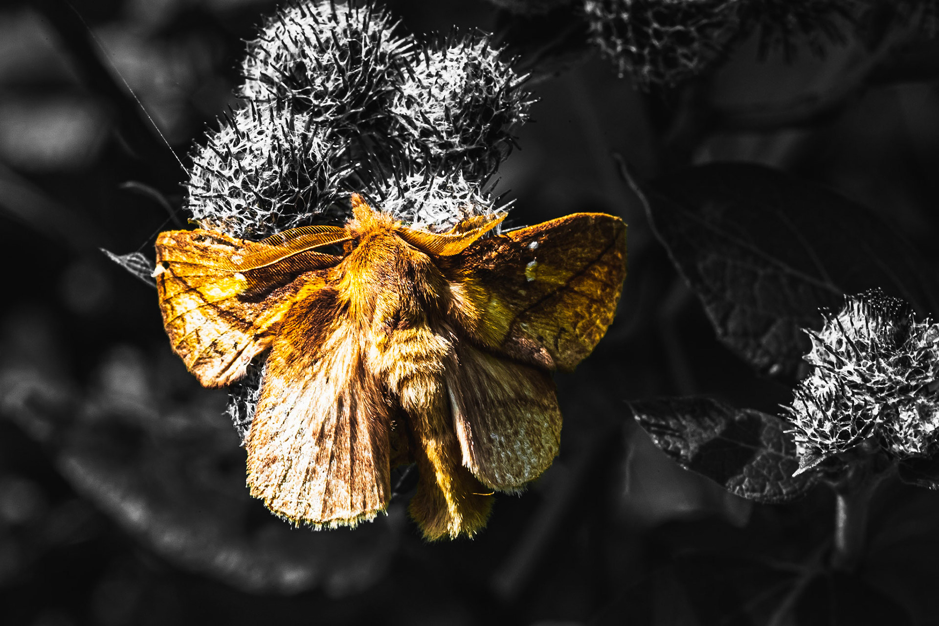 "Death" - Noctuidae / July 2021