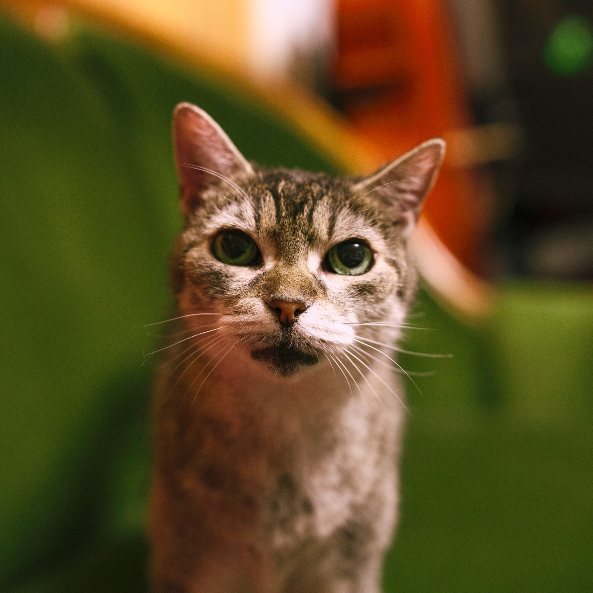 ち (chi) / december 2024