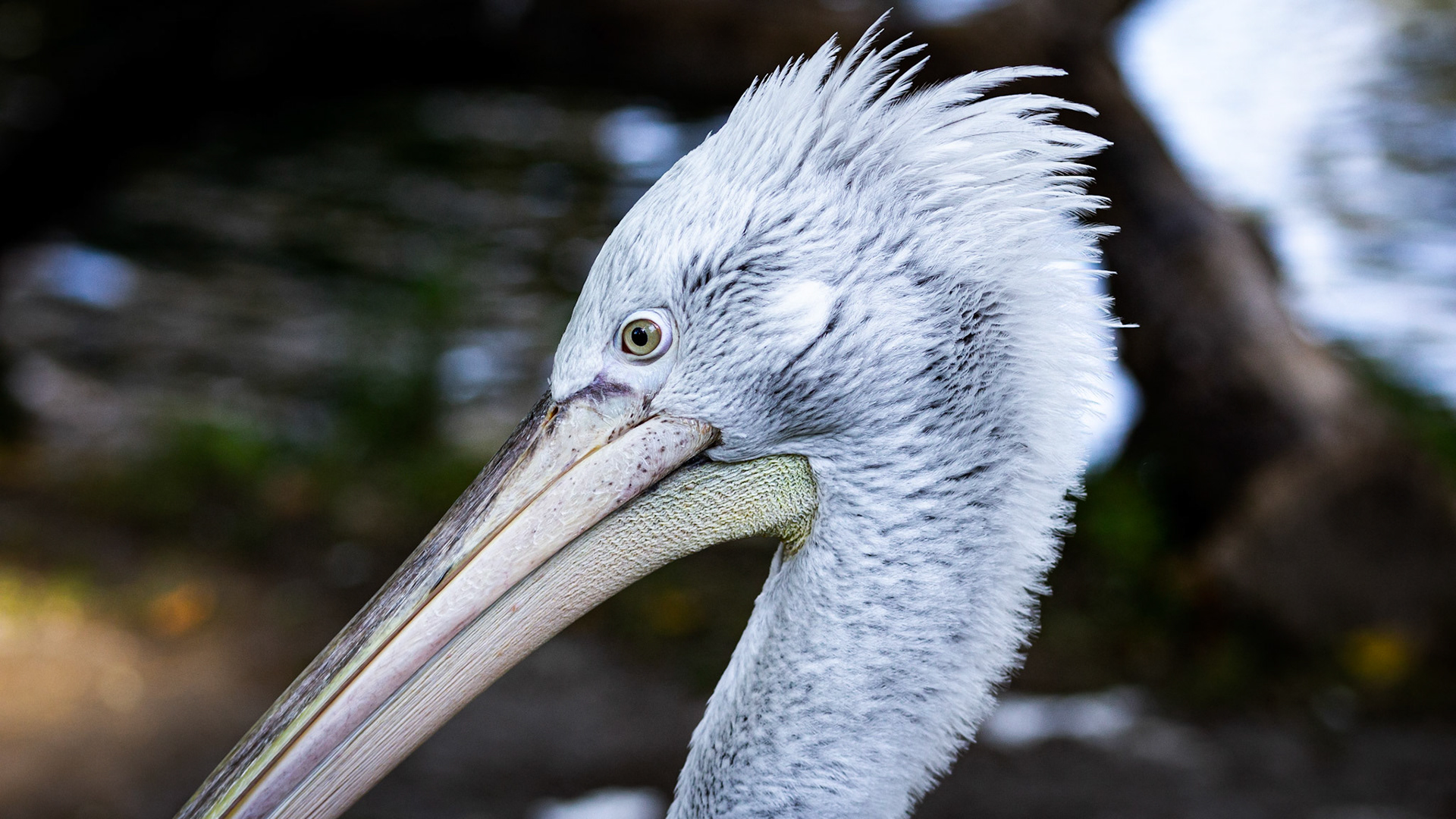 pelican / september 2020