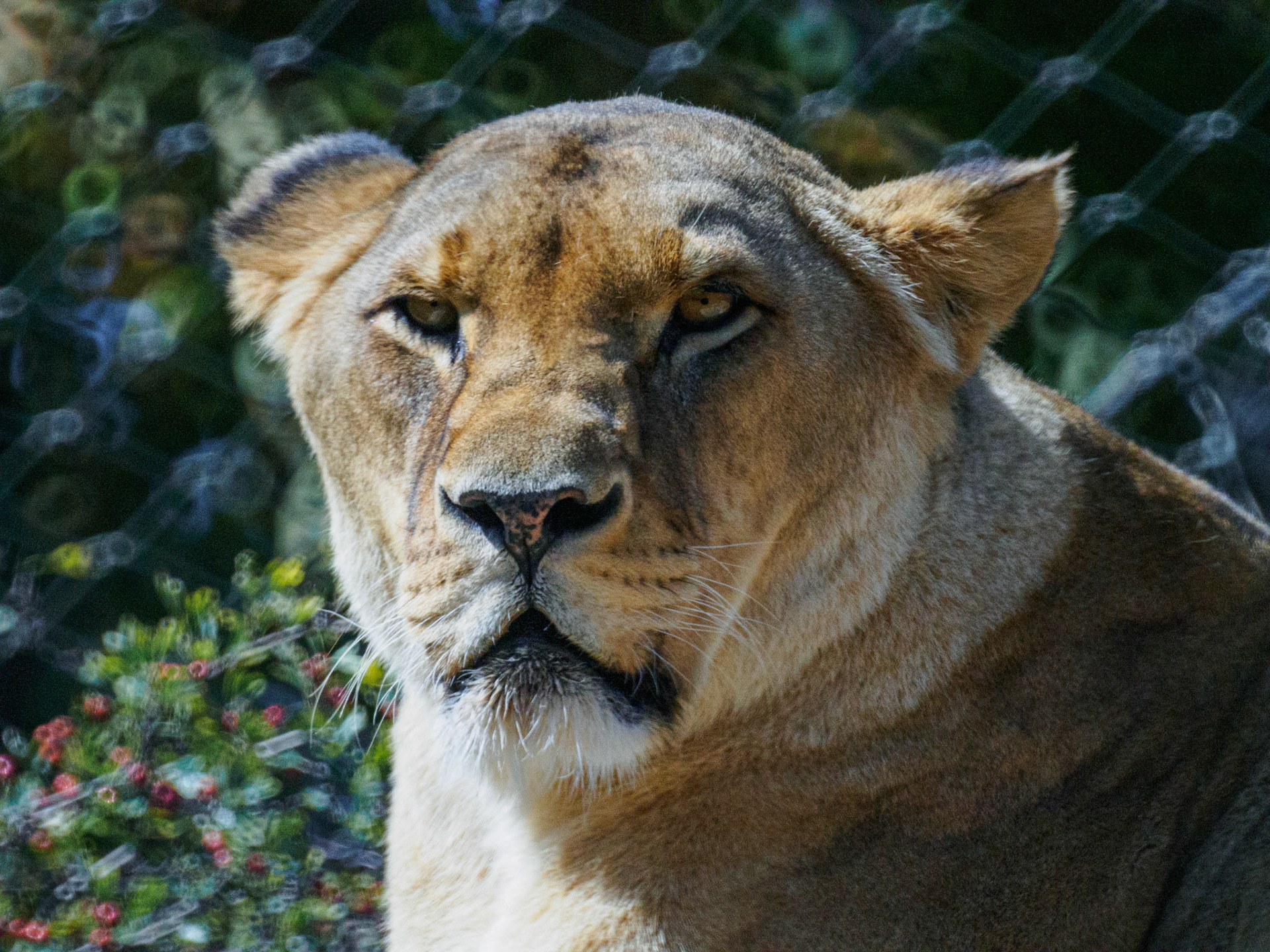 Lioness / August 2023