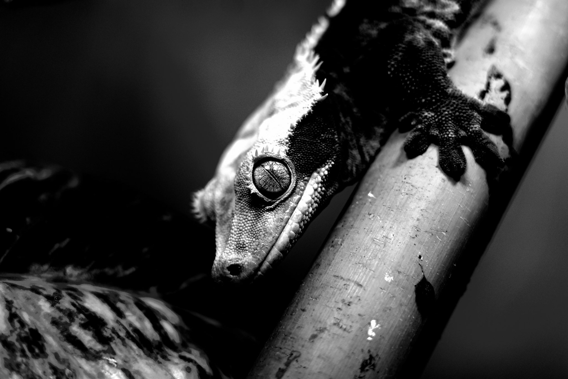 Spike / November 2022