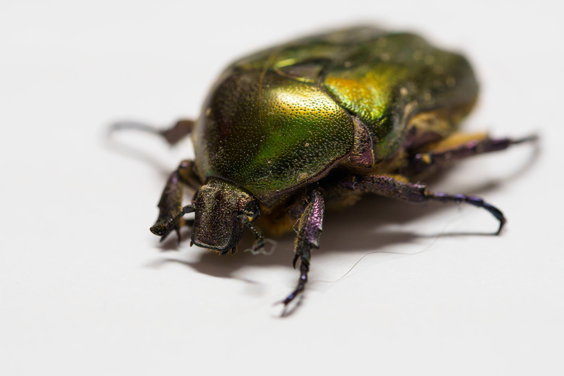 rose beetle / may 2025