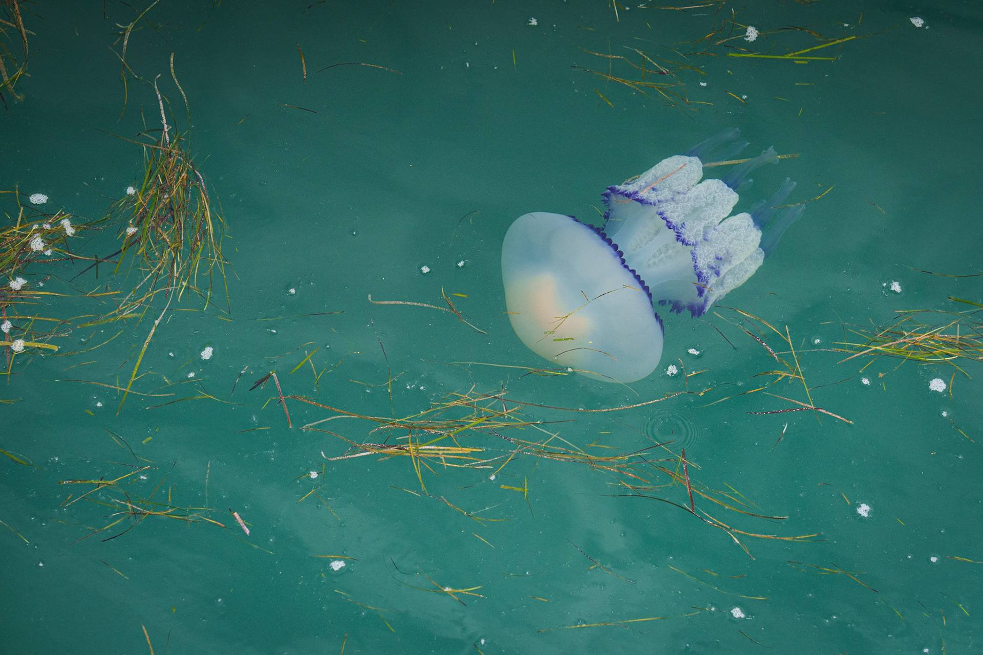 Jellyfish / july 2026
