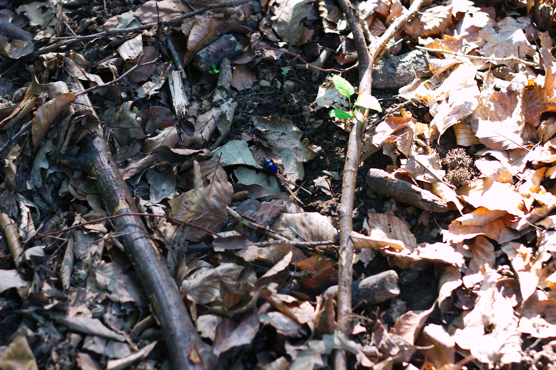 Selina Hammel - Canon EOS 100D / Canon EF 50mm f1.8