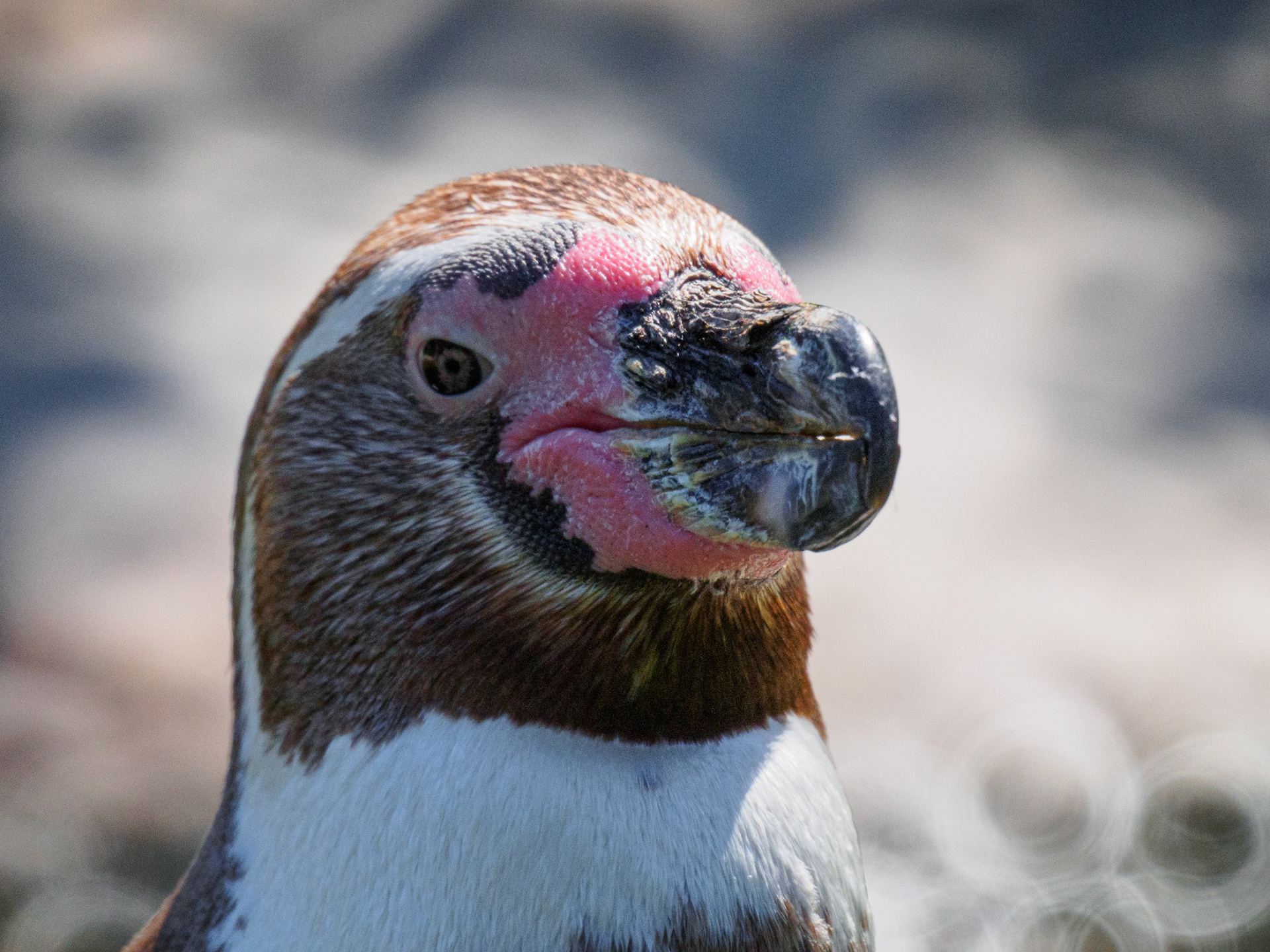 Penguin / August 2023