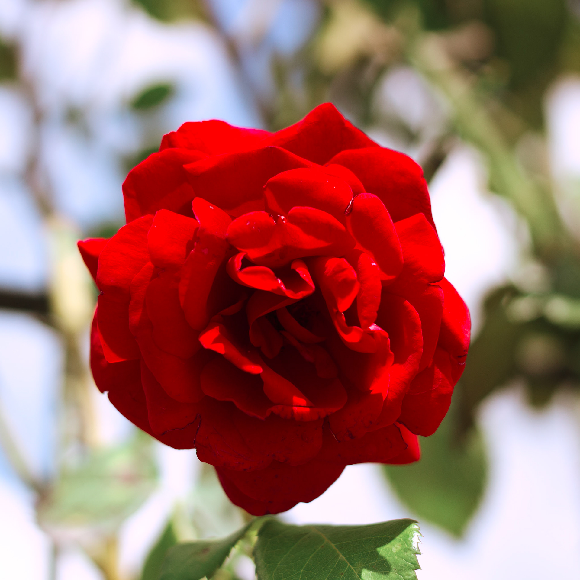 Selina Hammel - Canon EOS 100D / Canon EF 50mm f1.8