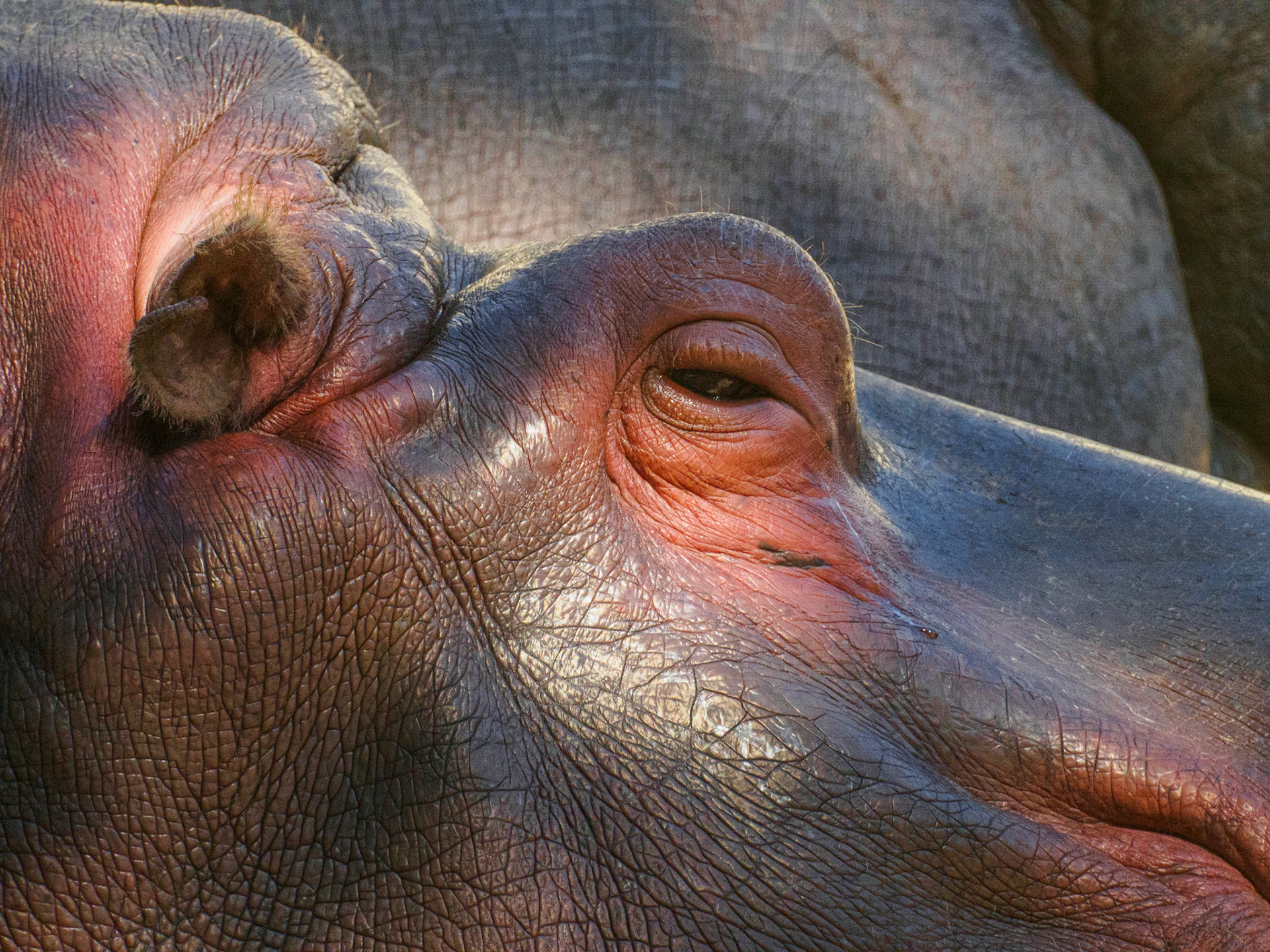 hippo closeup / august 2023