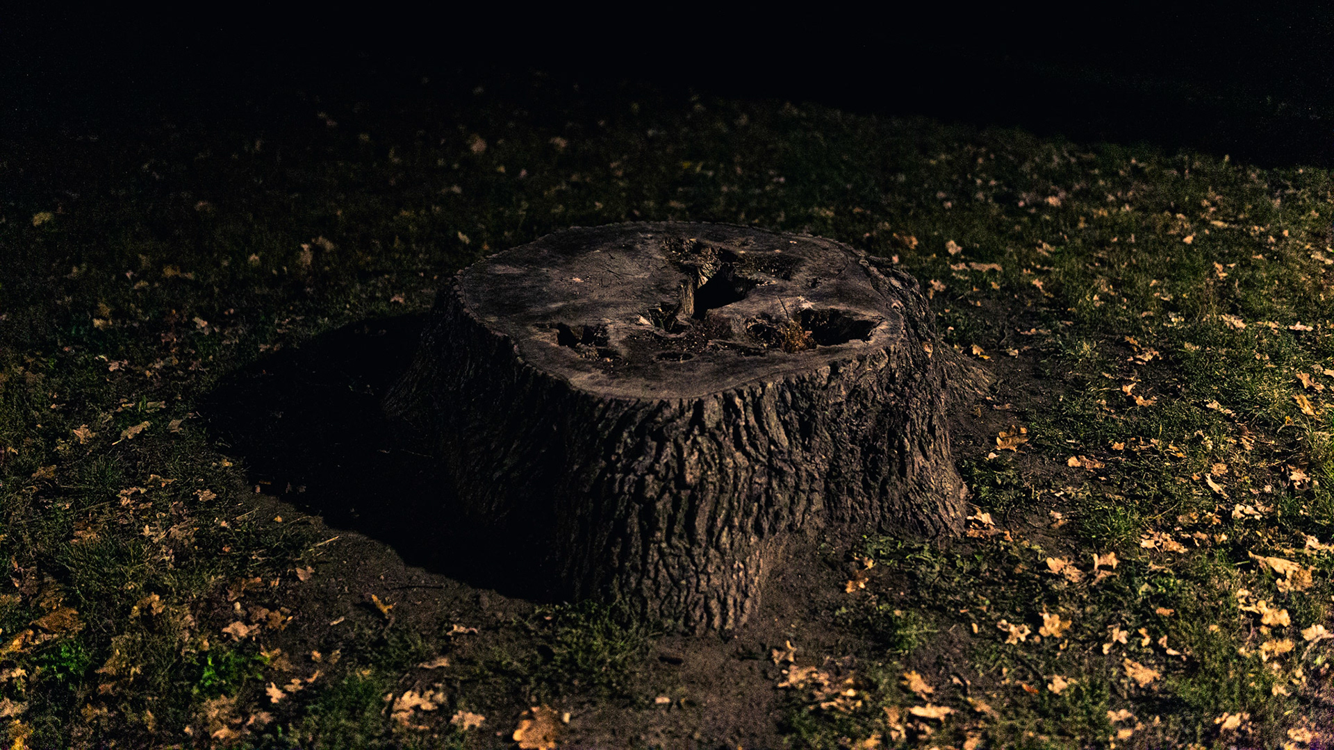 "Stumped" / October 2021