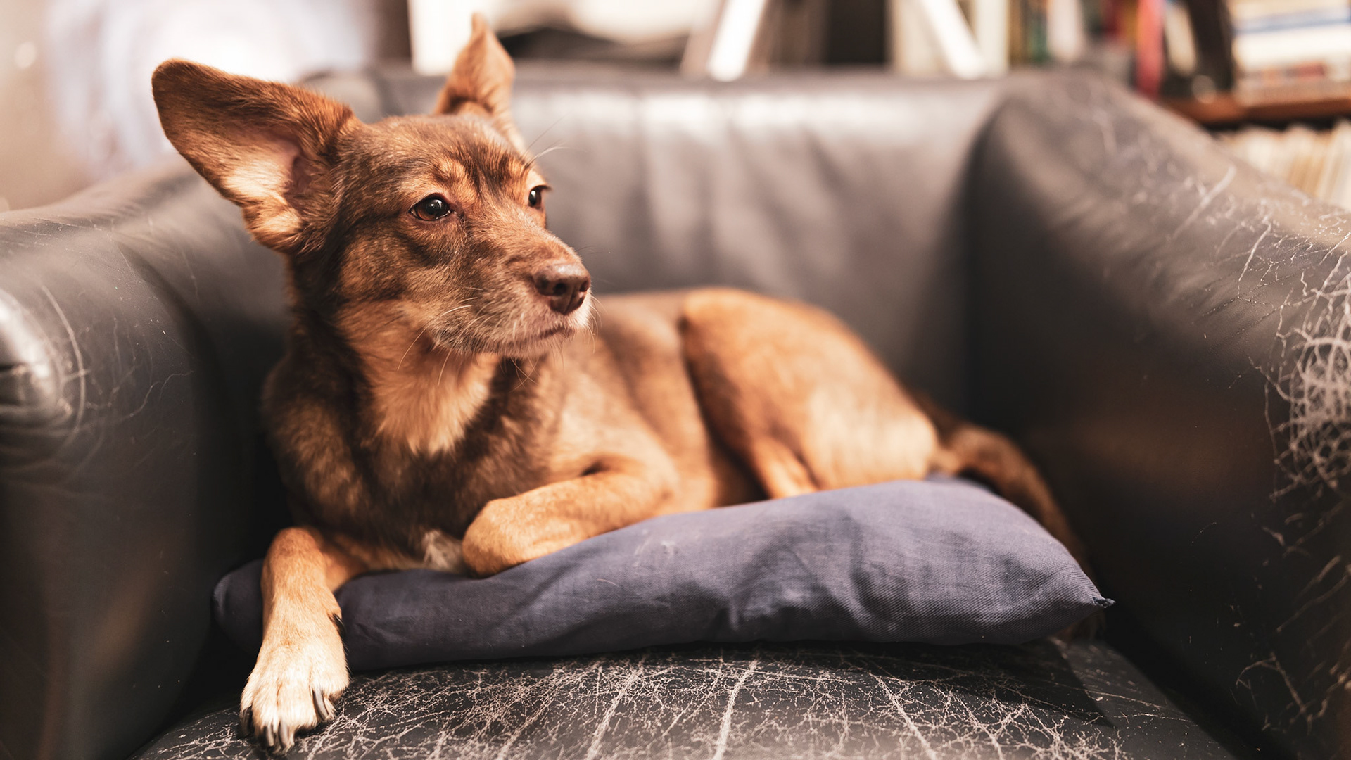 "Observing" - Yuki / December 2021