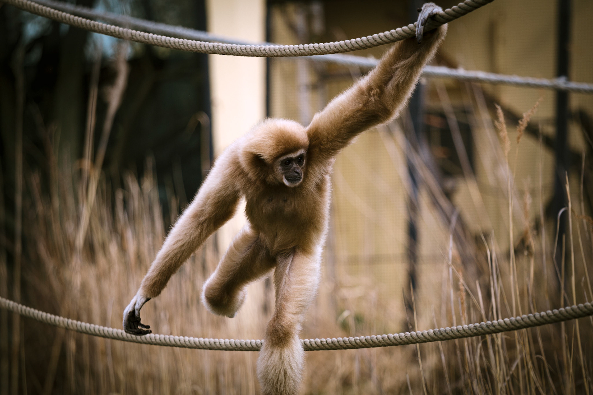 white-handed gibbon / march 2023