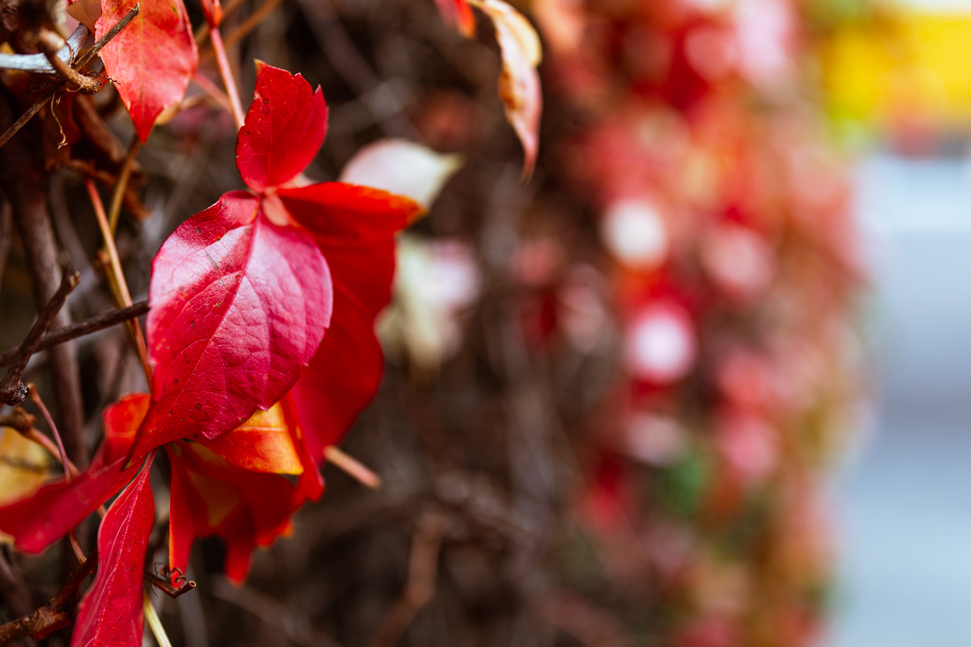 "Autumn Colours" / October 2021