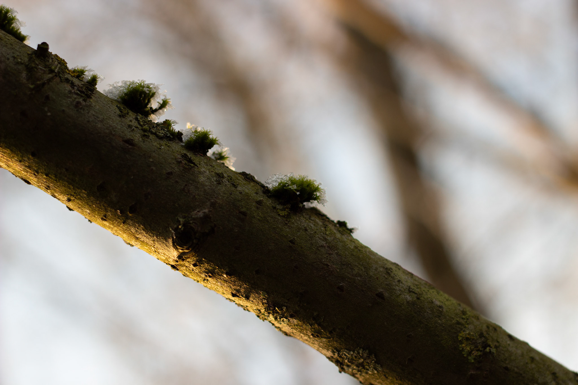 Selina Hammel - Canon EOS 100D / Canon EF 50mm f1.8