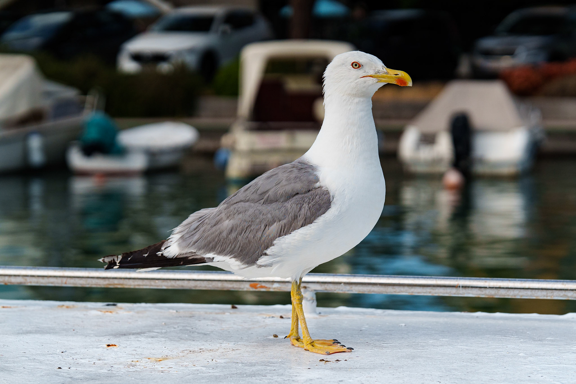seagull / july 2026
