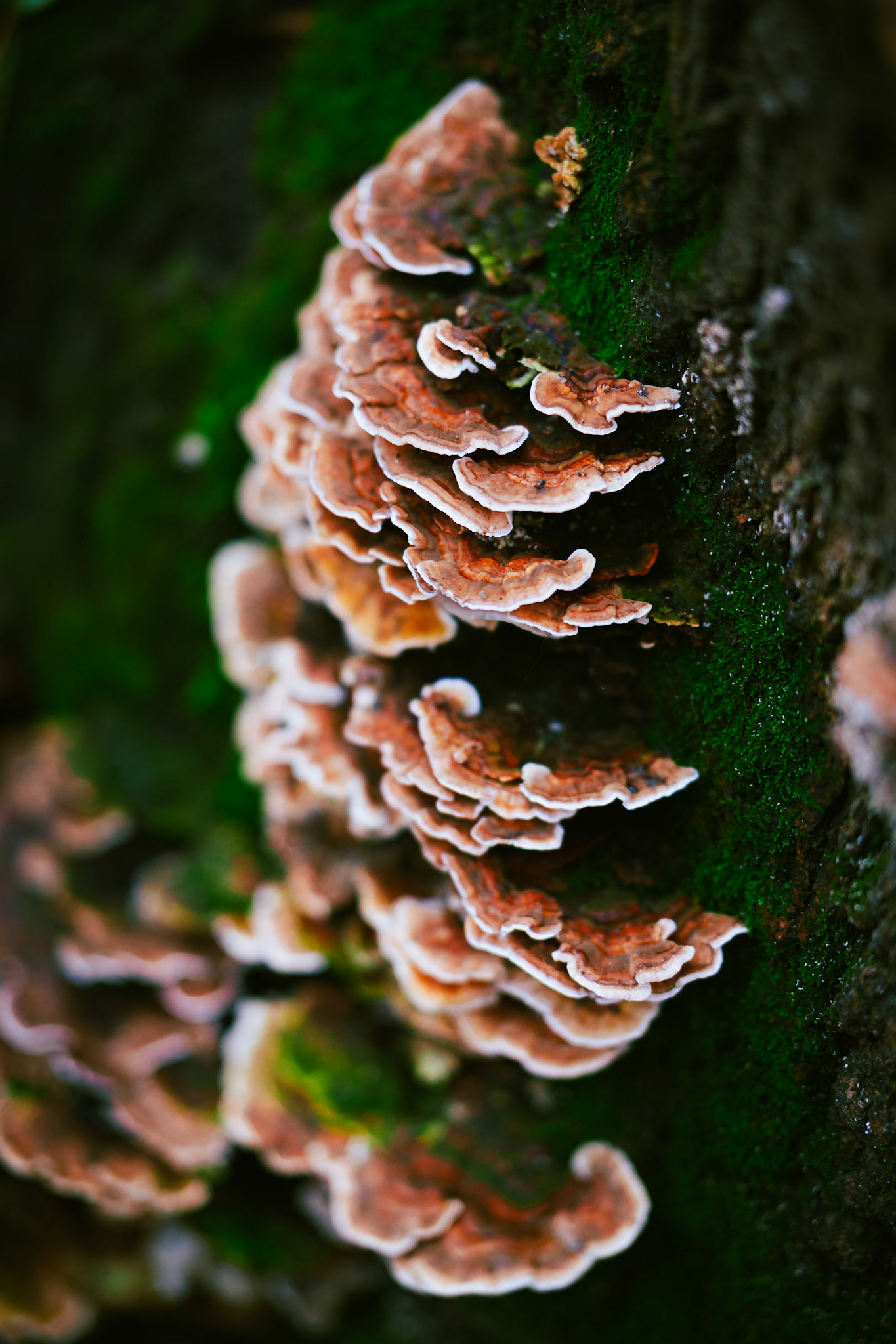 mushroom / december 2025