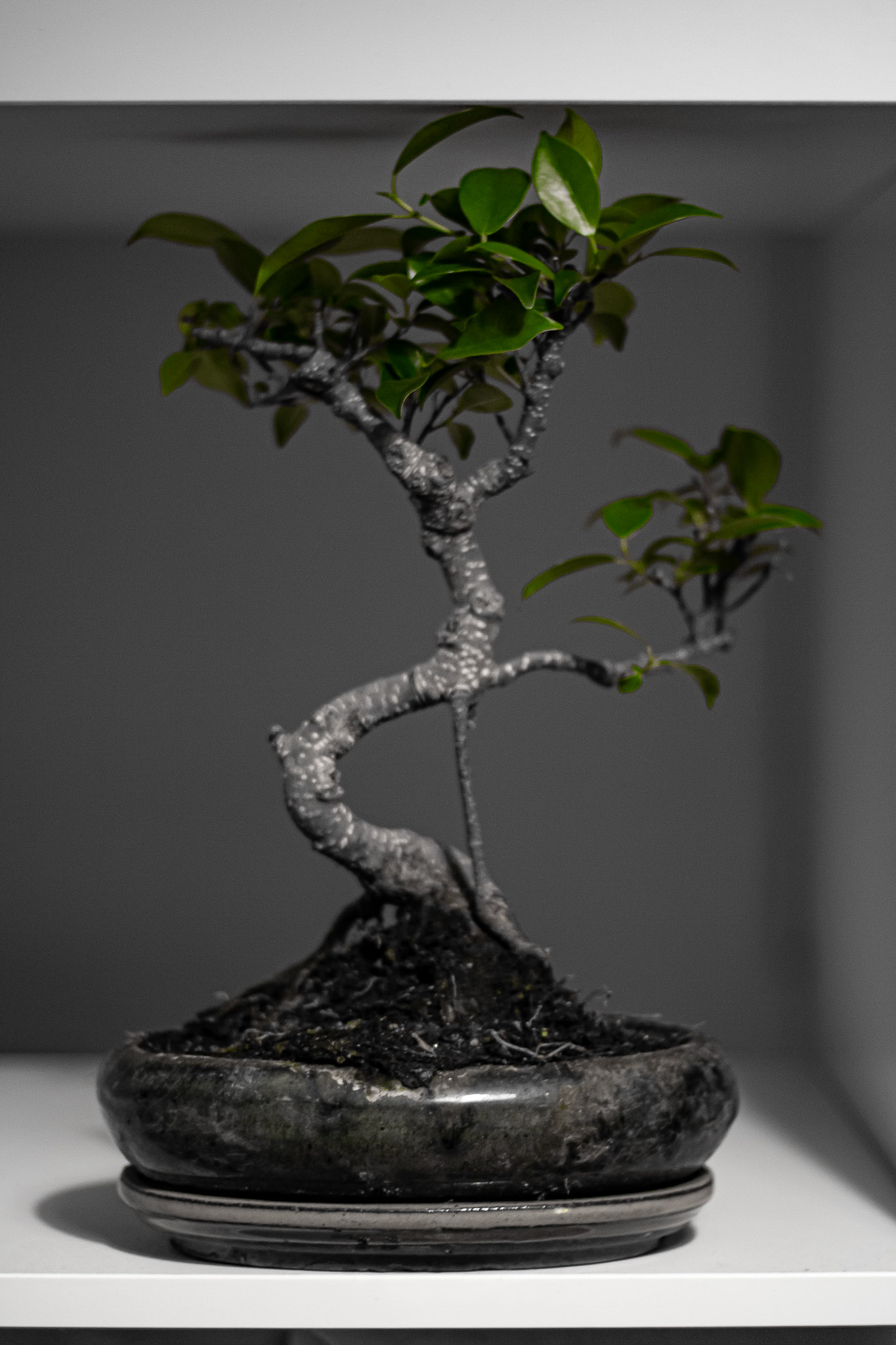 bonsai / december 2017
