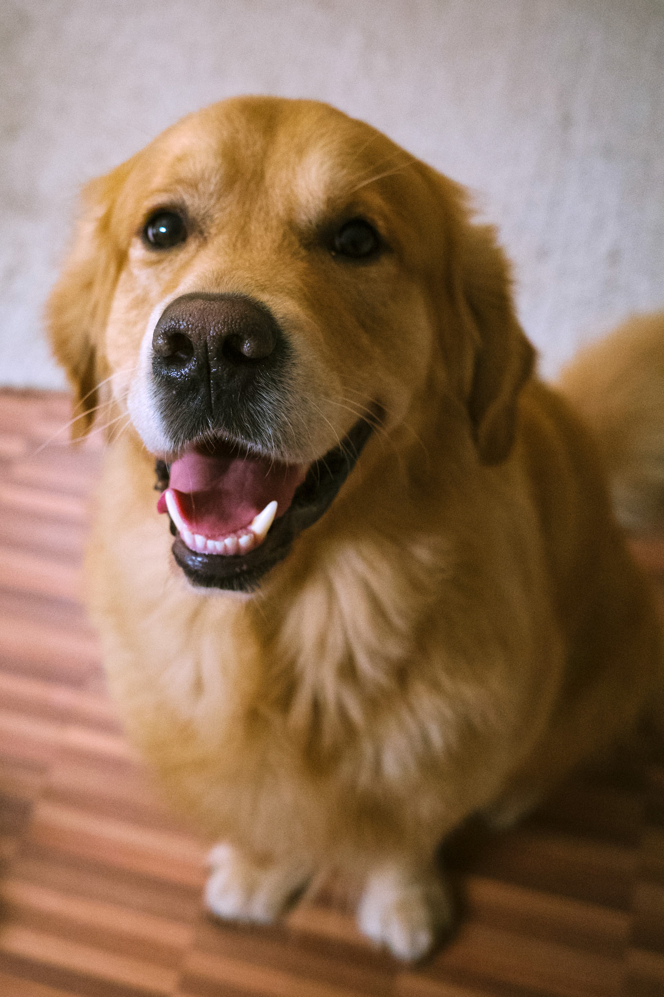 camillo / december 2024