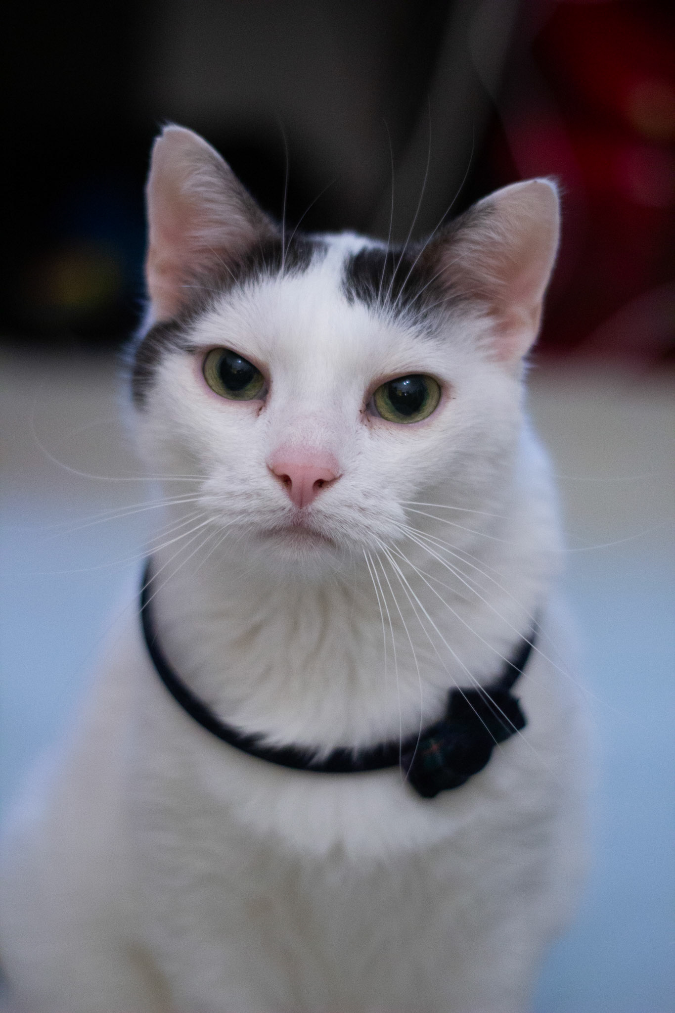 neko († feb 2018) / january 2018