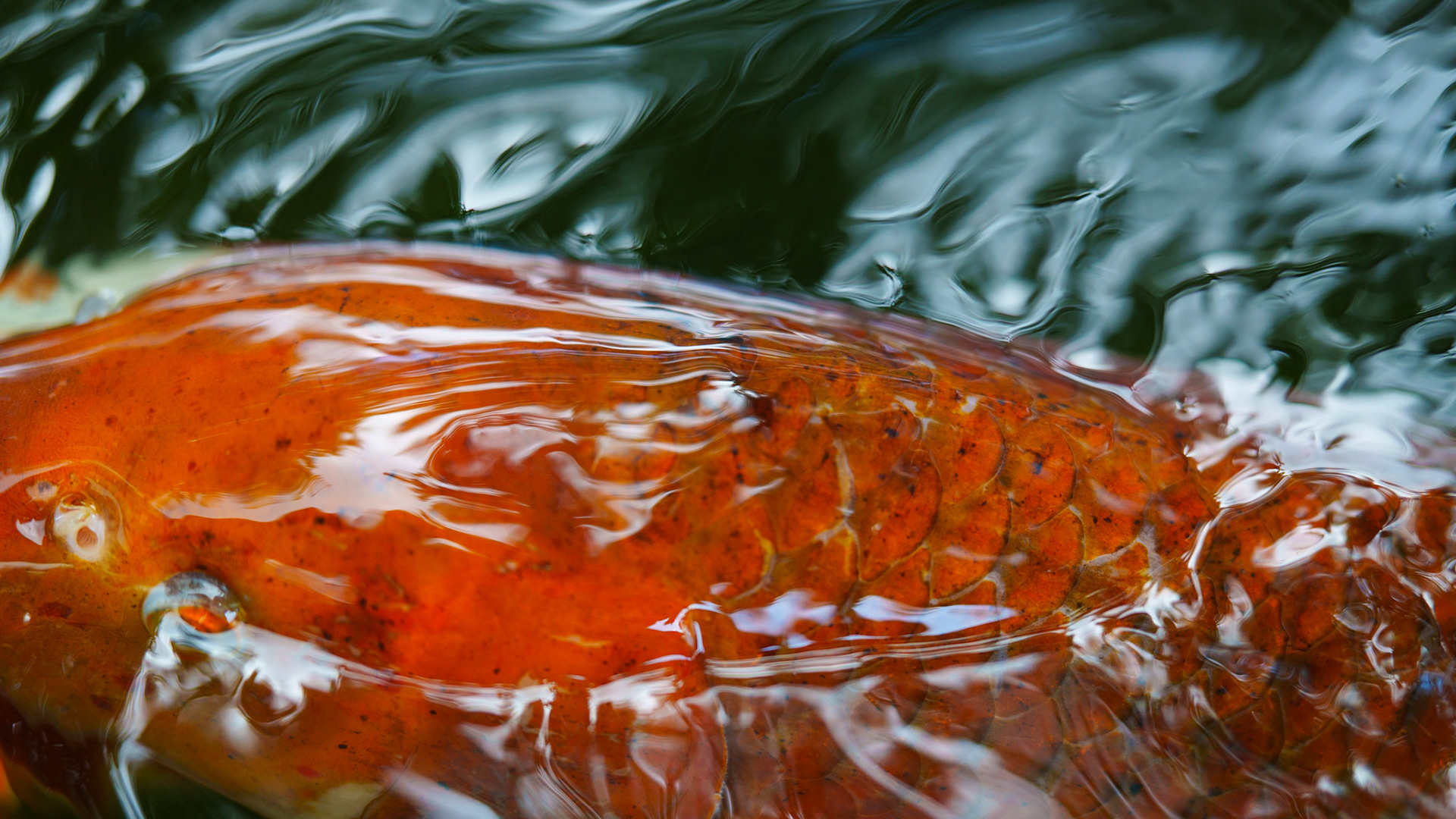 carp / august 2026