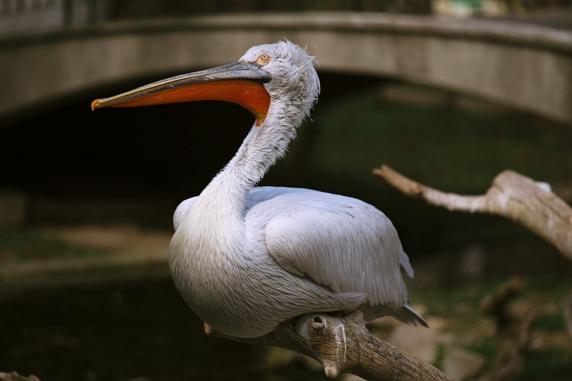 pelican / march 2023