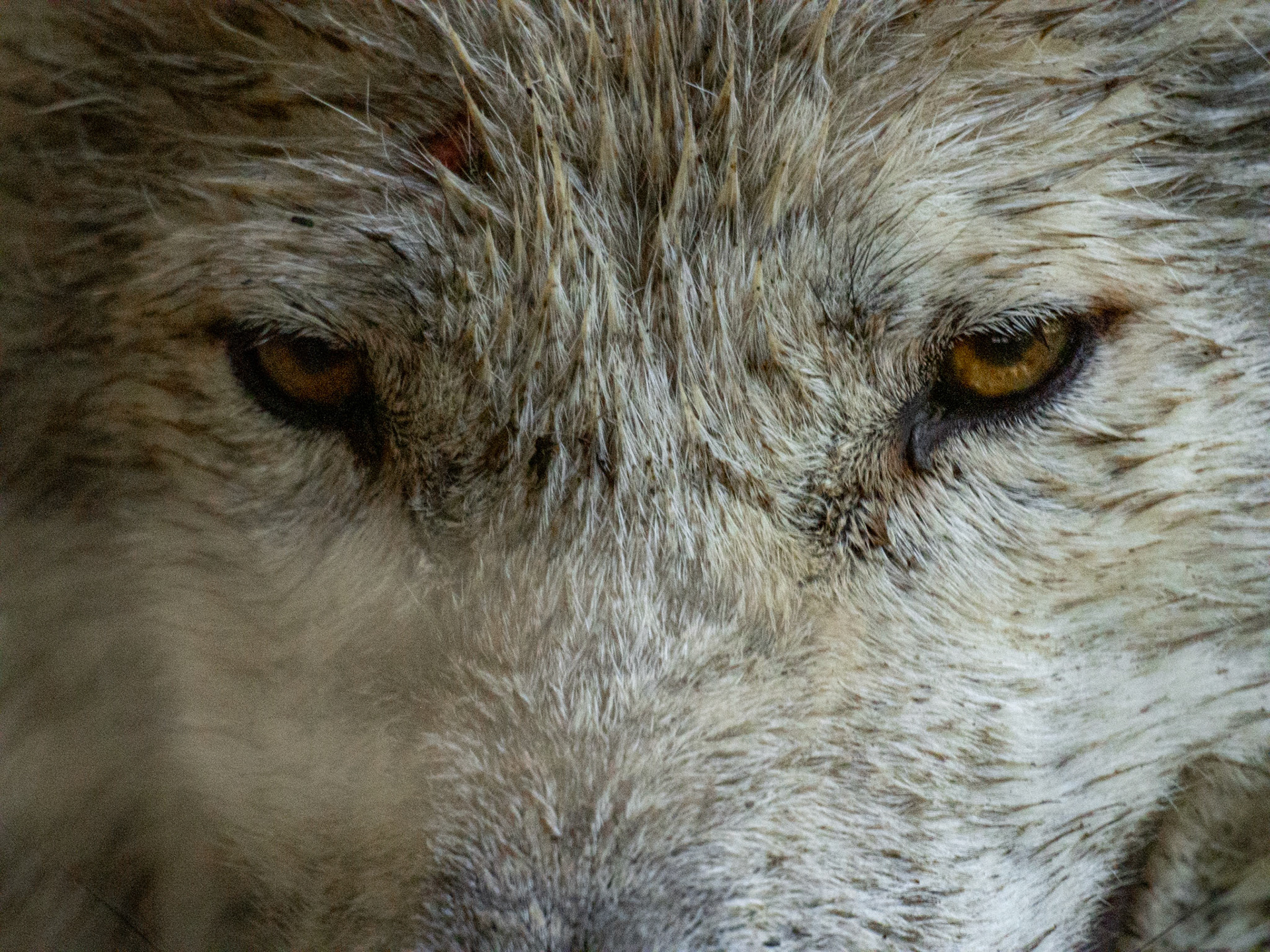 Wolf / August 2023