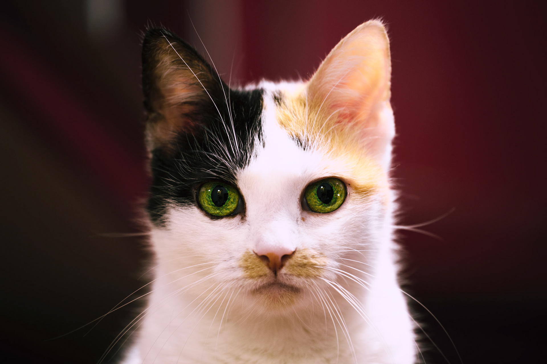 "Emerald Eyes" - Kiki / September 2022