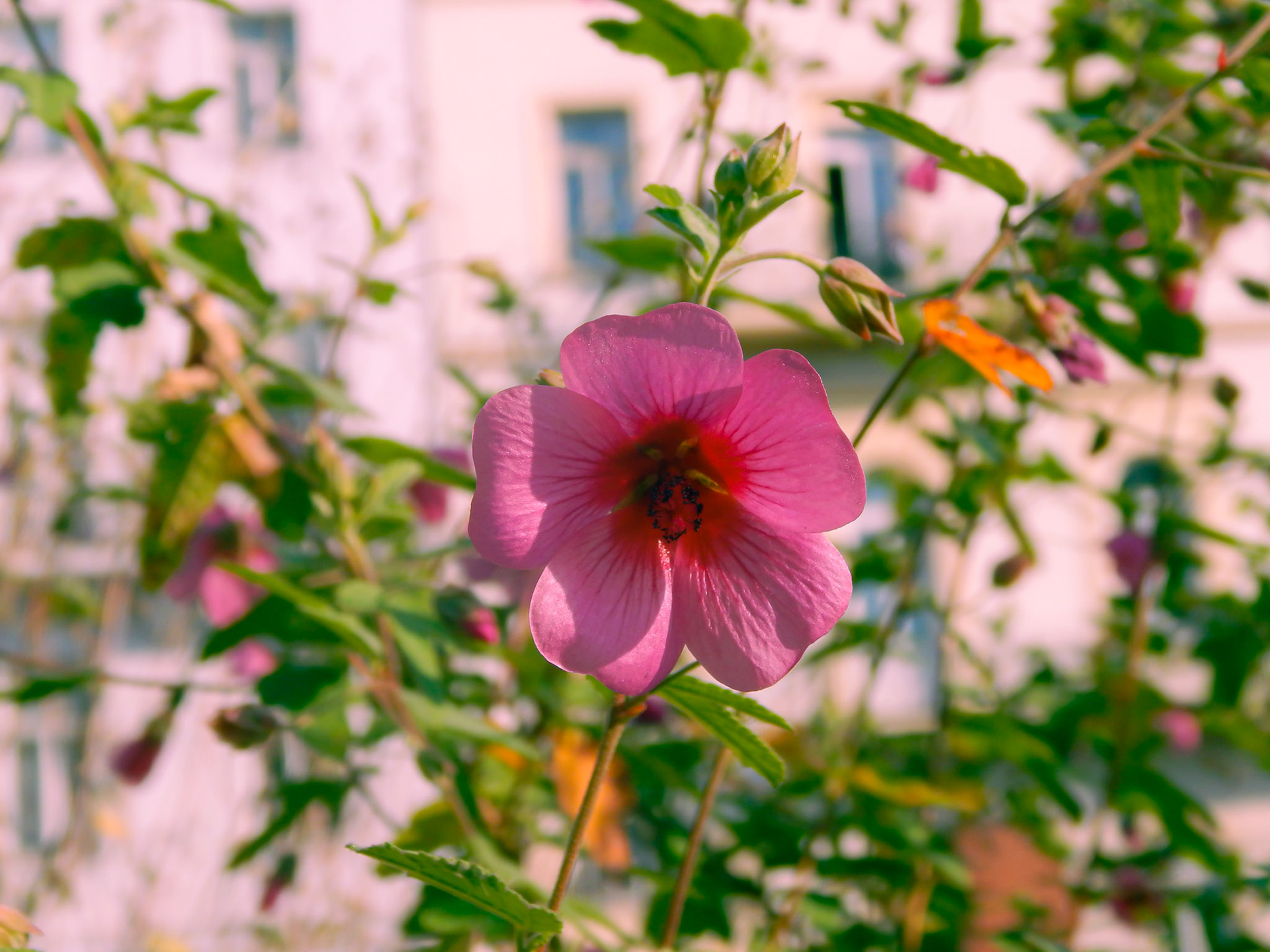 Selina Hammel - Nikon Coolpix L820