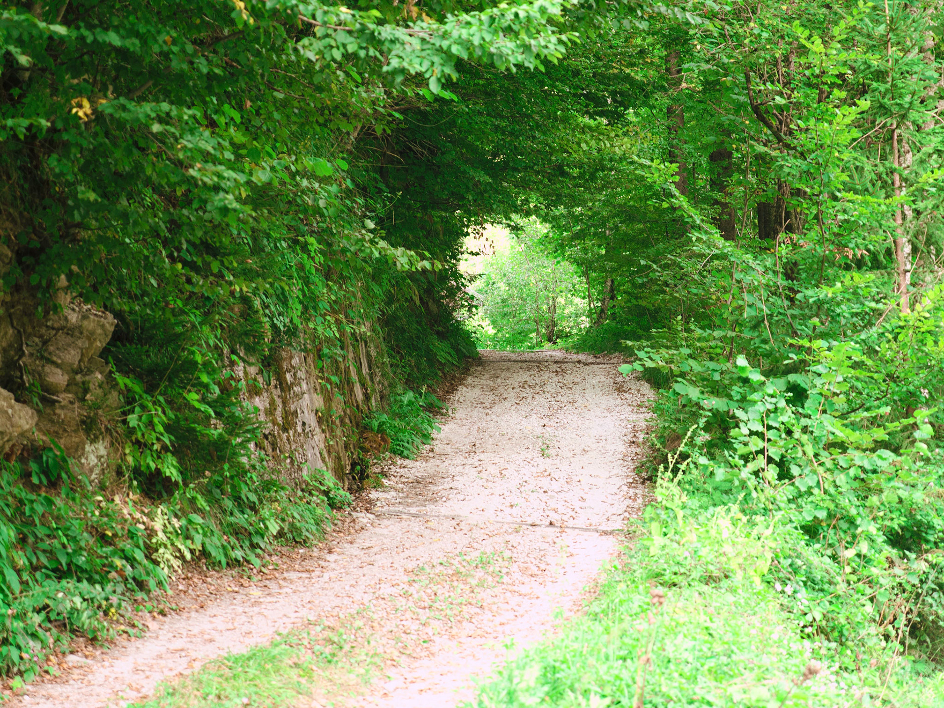 "forest tunnel" / august 2024