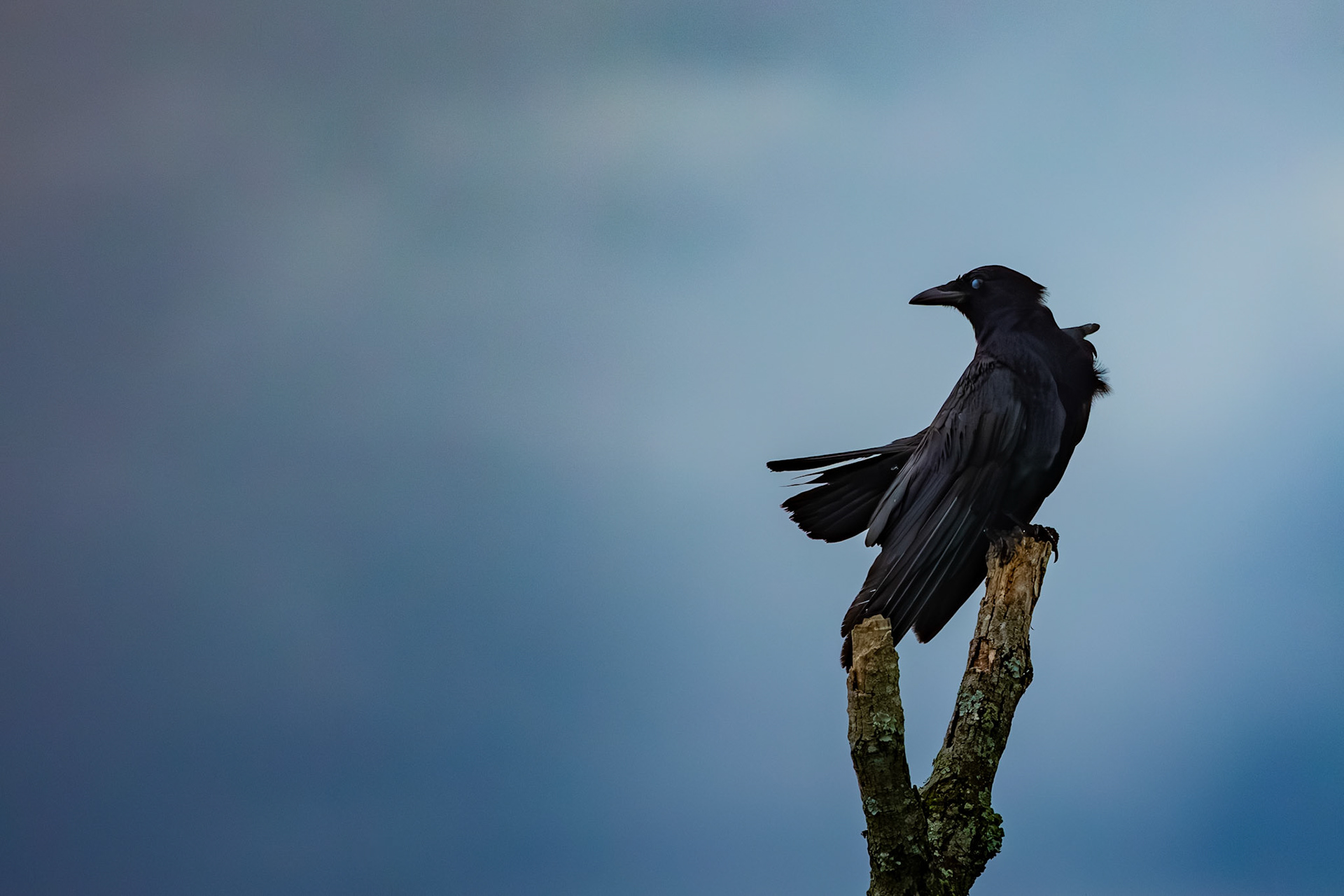 This regal, moody blue-eyed ancient corvid of legend posing for us this evening