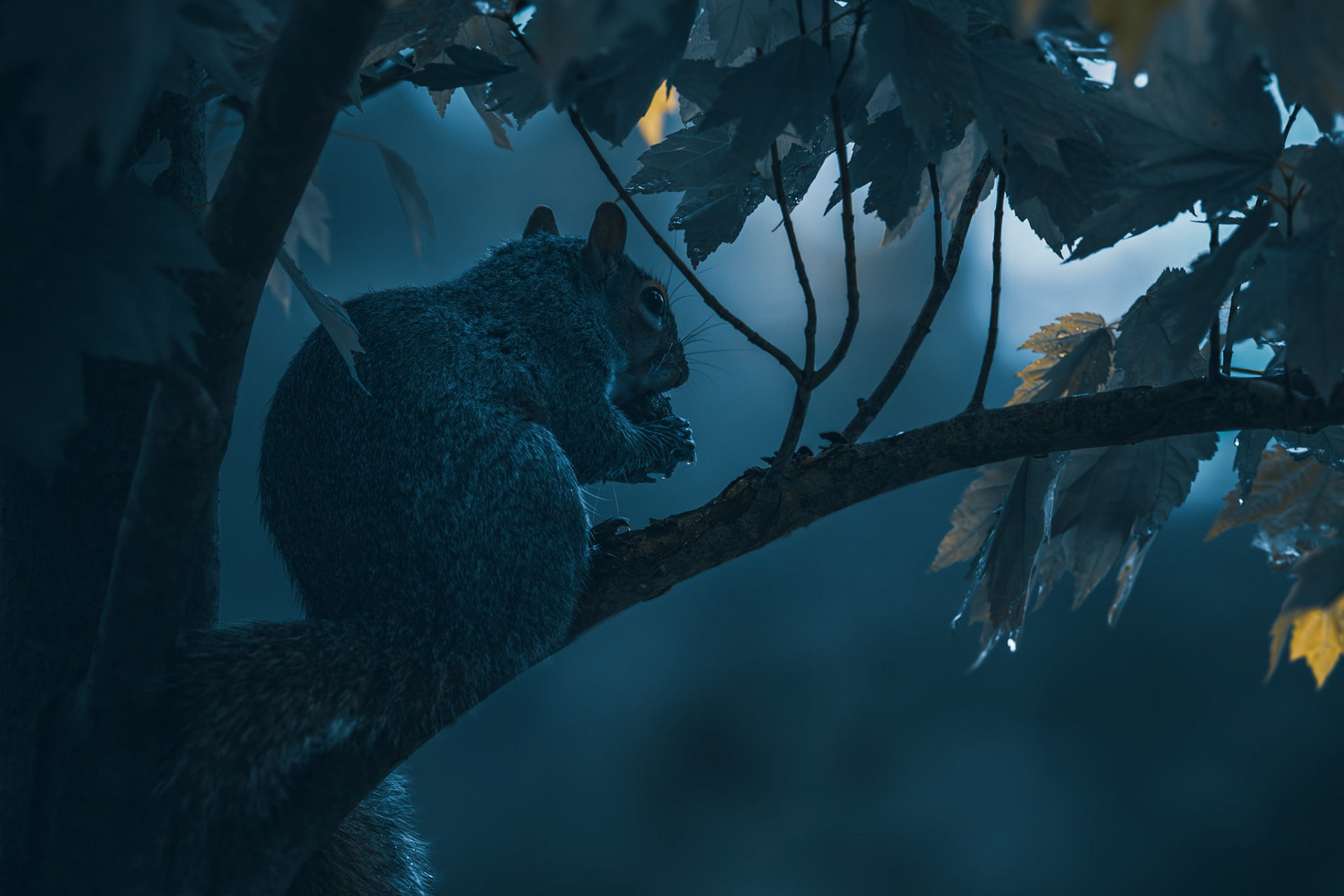 A lone squirrel is basking in the serene morning blue light, blissfully unaware of my presence