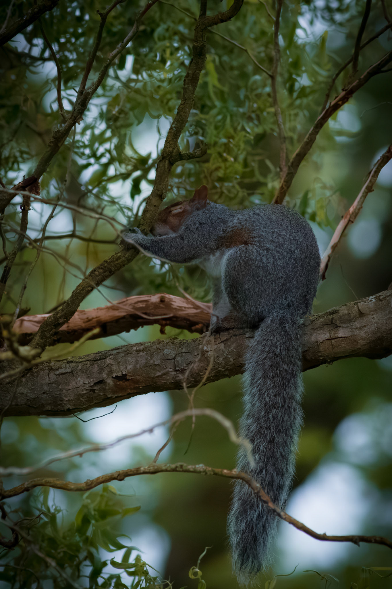 A Squirrel rubs its head against a piece of tree, caught in a pose that suggests deep contemplation among the branches