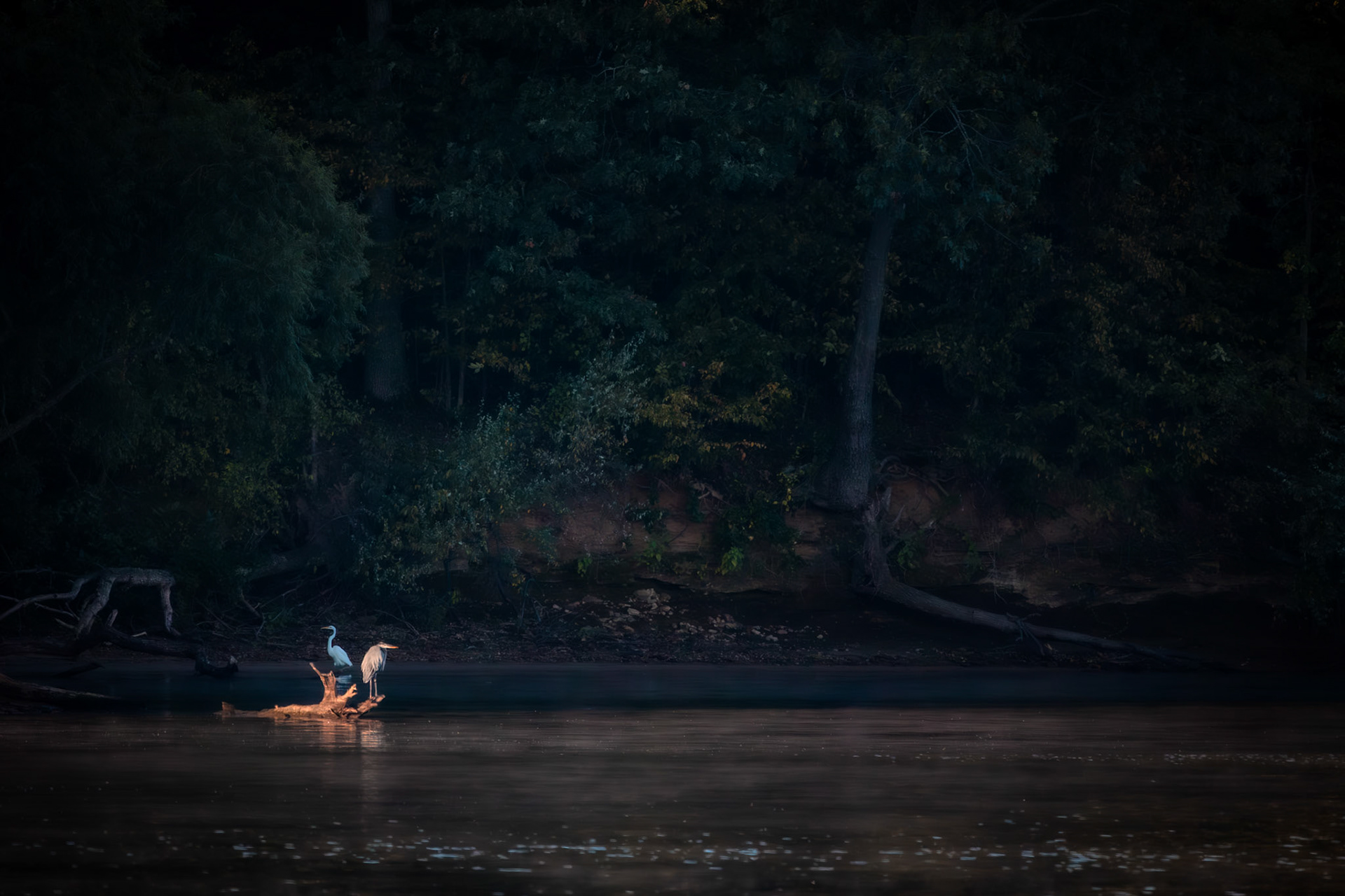 A harmonious encounter between a majestic blue heron and a graceful white egret, two elegant spirits sharing a moment in nature's gallery