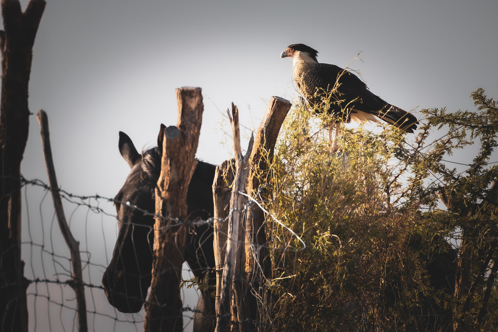 What did the horse say to the Caracara?
