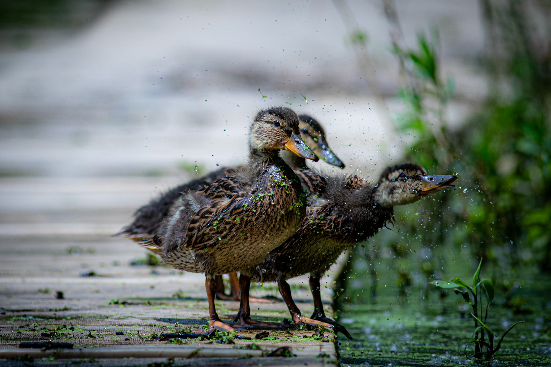 Three ducklings at the end of the pier, but mischief is afoot as one shakes off detritus from diving, showering it over the place and onto the unsuspecting companions