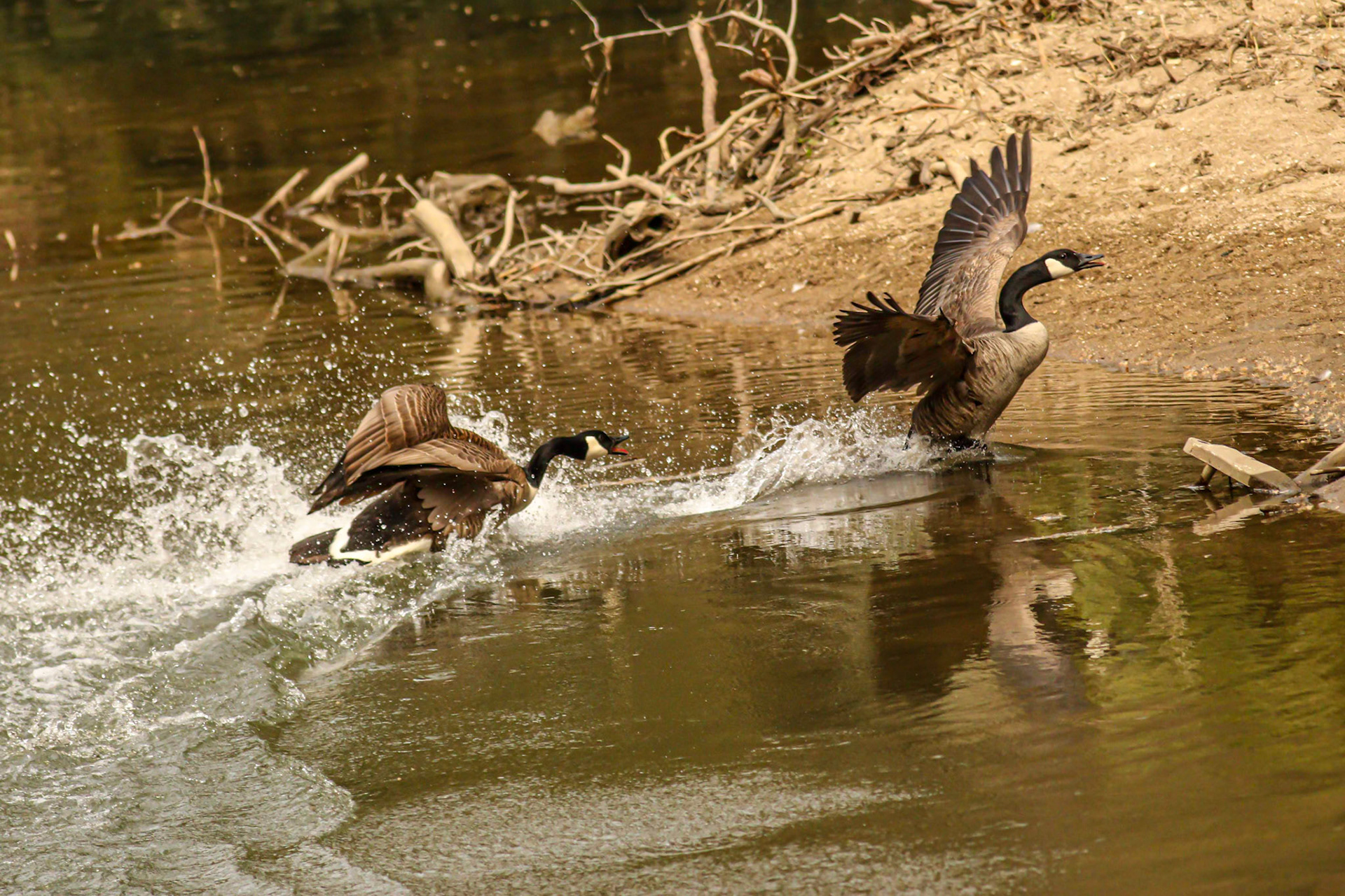 ... and stay OUT, this is my section of river!!!!