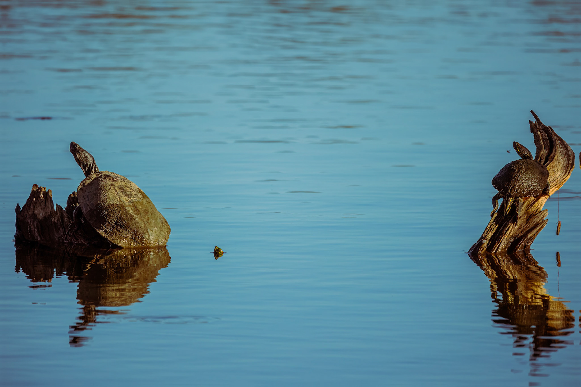 Two driftwood models catching some rays, while the other one is a 'deep thinker' with only a head in the game