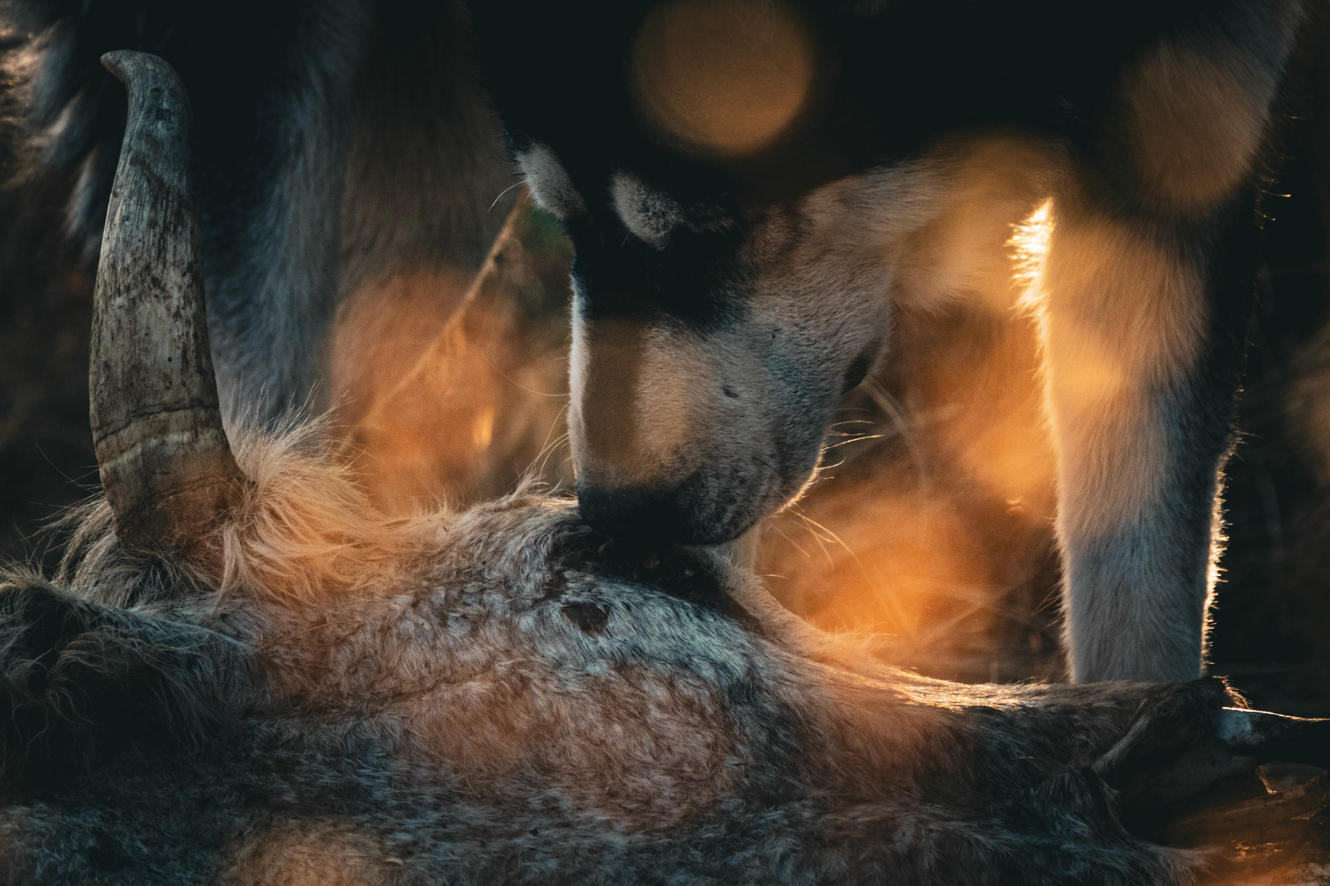 In a raw moment of nature's cycle, a dog curiously sniffs a dead cow carcass, capturing the unfiltered reality of the animal kingdom