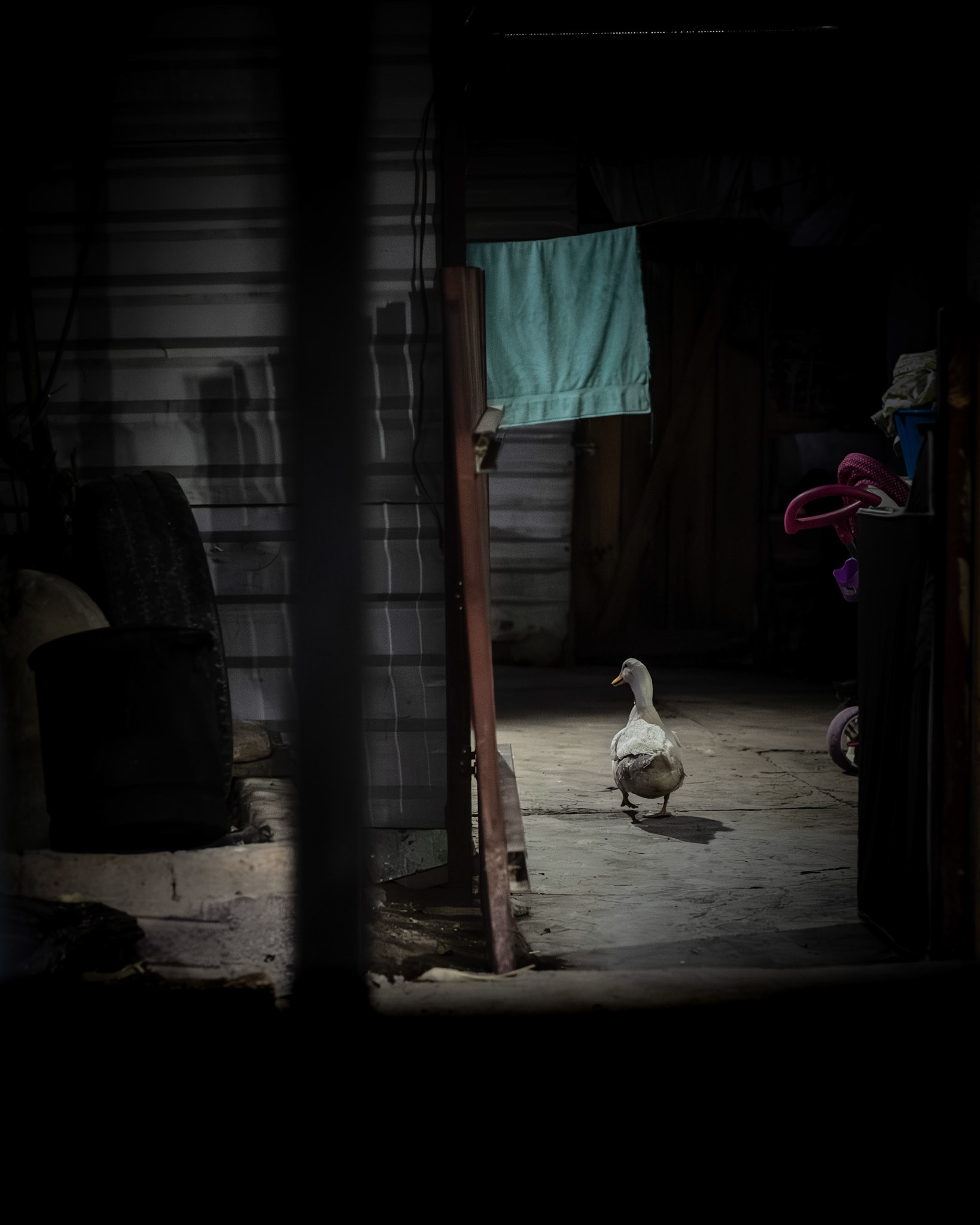 Under the moon's glow, a lone duck takes a nighttime stroll around a laundry room, a whimsical scene in the quiet hours