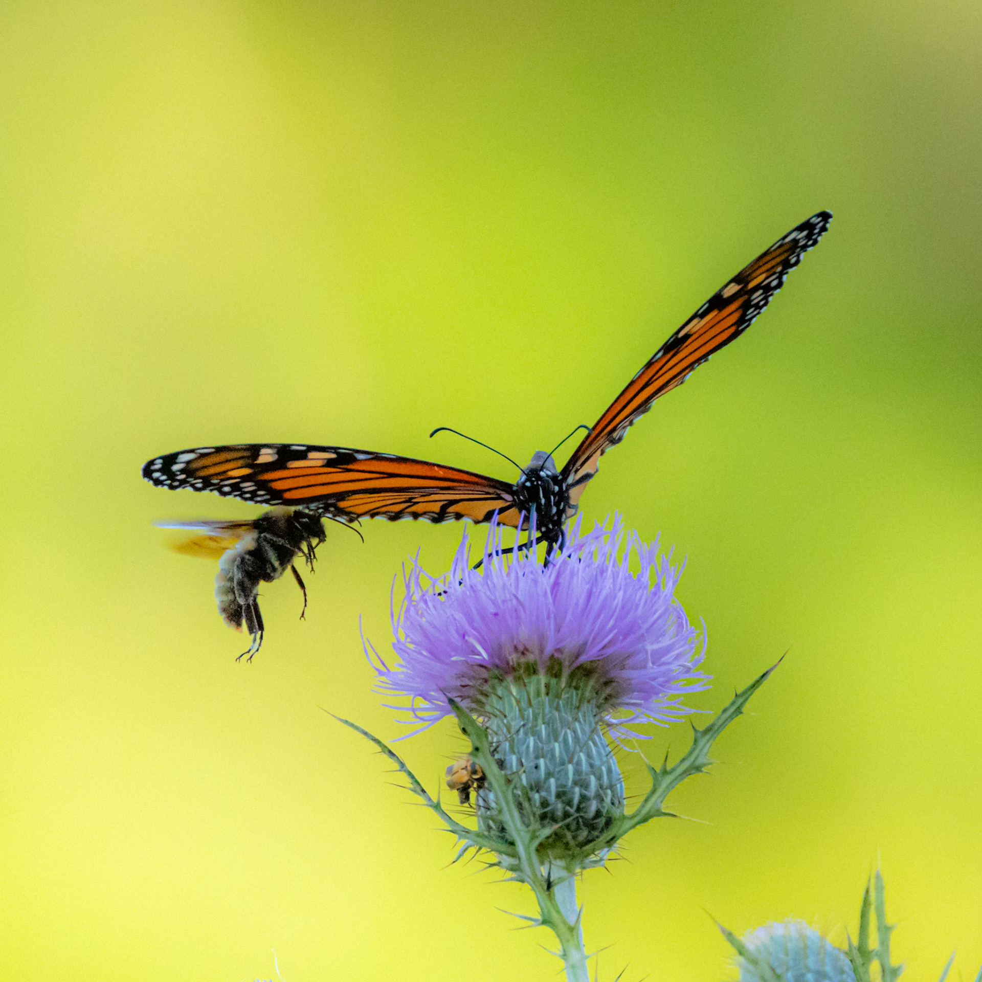 Sure, I'll cover ya! 