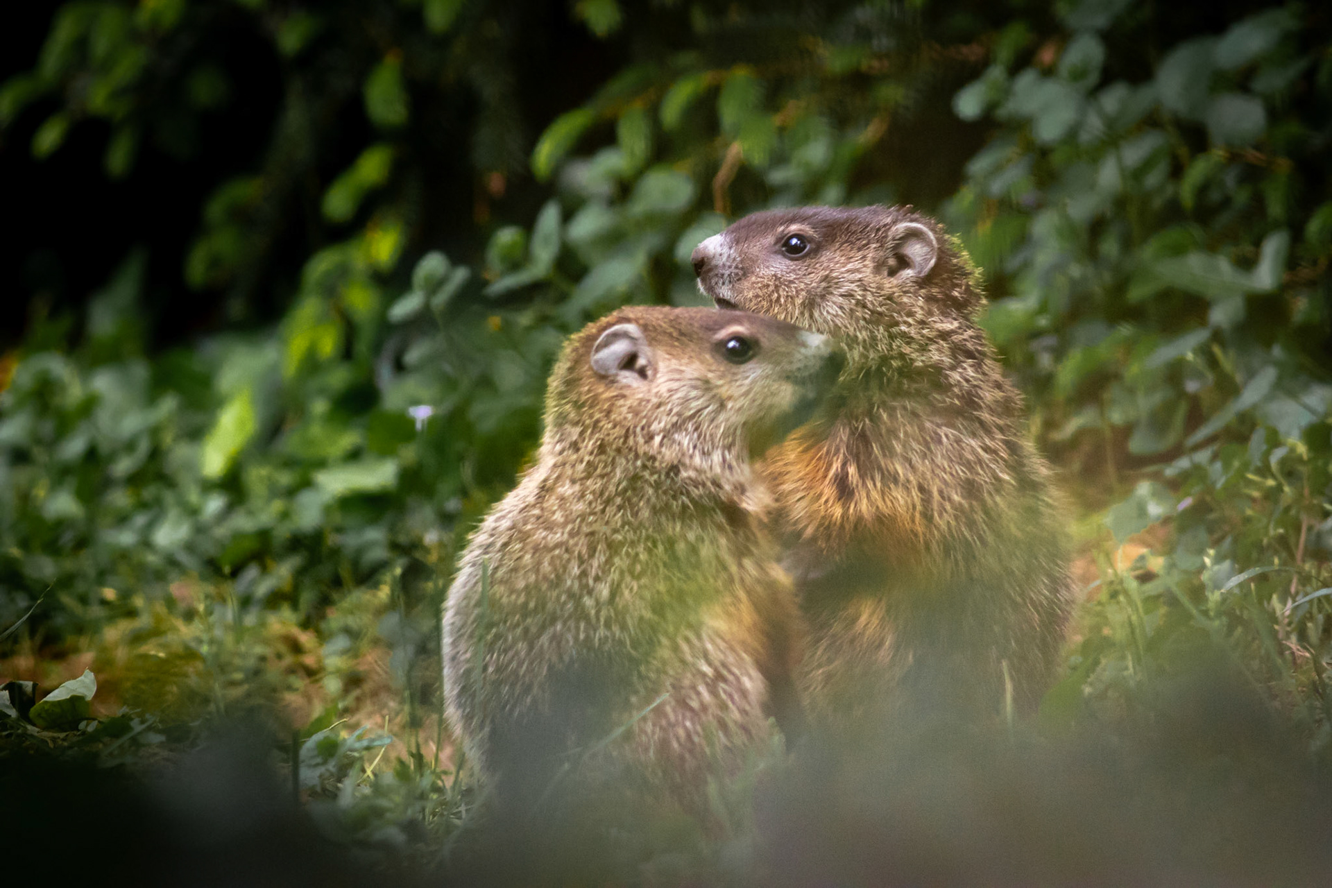 An endearing scene unfolds as two groundhogs share a hug, one tenderly looking as if playing the role of protector in their cozy embrace