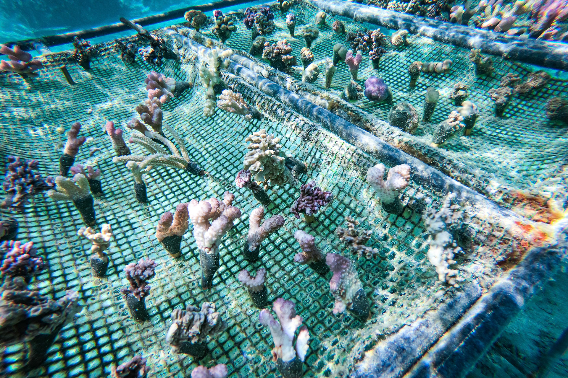 French Polynesia, Moorea, 2019-10-26. NGO Coral Gardener restoring corail in Moorea Island. Photograph by Fred MARIE / Collectif DR.Polynésie Française, Moorea, 2019-10-26. Des membres de l association Coral Gardener replantent du corail sur l ile de Moorea. Photographie de Fred MARIE / Collectif DR.