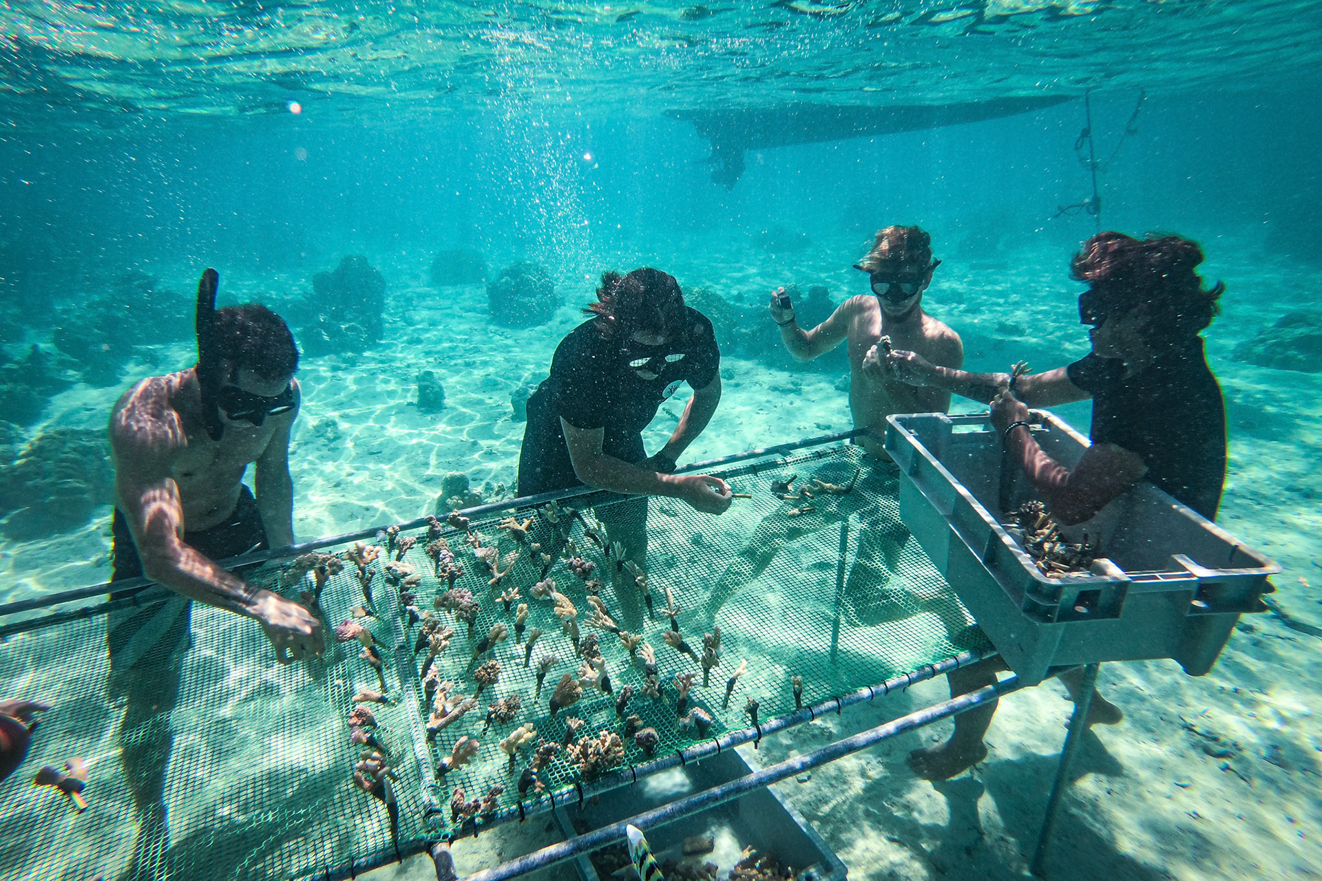 French Polynesia, Moorea, 2019-10-26. NGO Coral Gardener restoring corail in Moorea Island. Photograph by Fred MARIE / Collectif DR.Polynésie Française, Moorea, 2019-10-26. Des membres de l association Coral Gardener replantent du corail sur l ile de Moorea. Photographie de Fred MARIE / Collectif DR.
